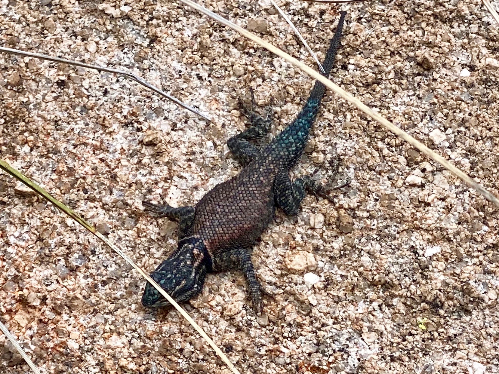Photo by diane williamson  |  First time hiking this trail and spotted this guy just sunning himself.