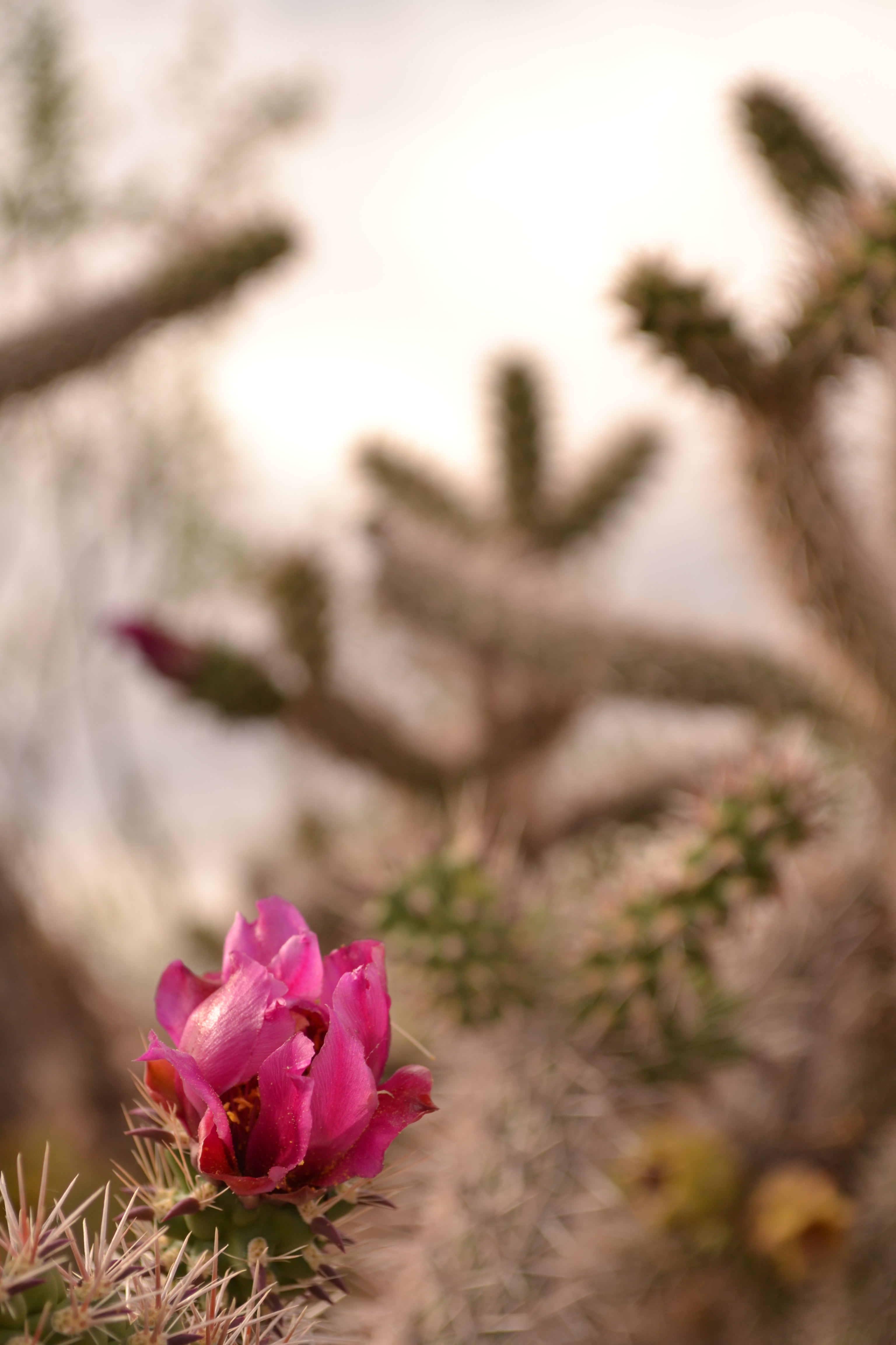 Photo by Caitlin Buelow  |  Cholla blossom under cloudy sky