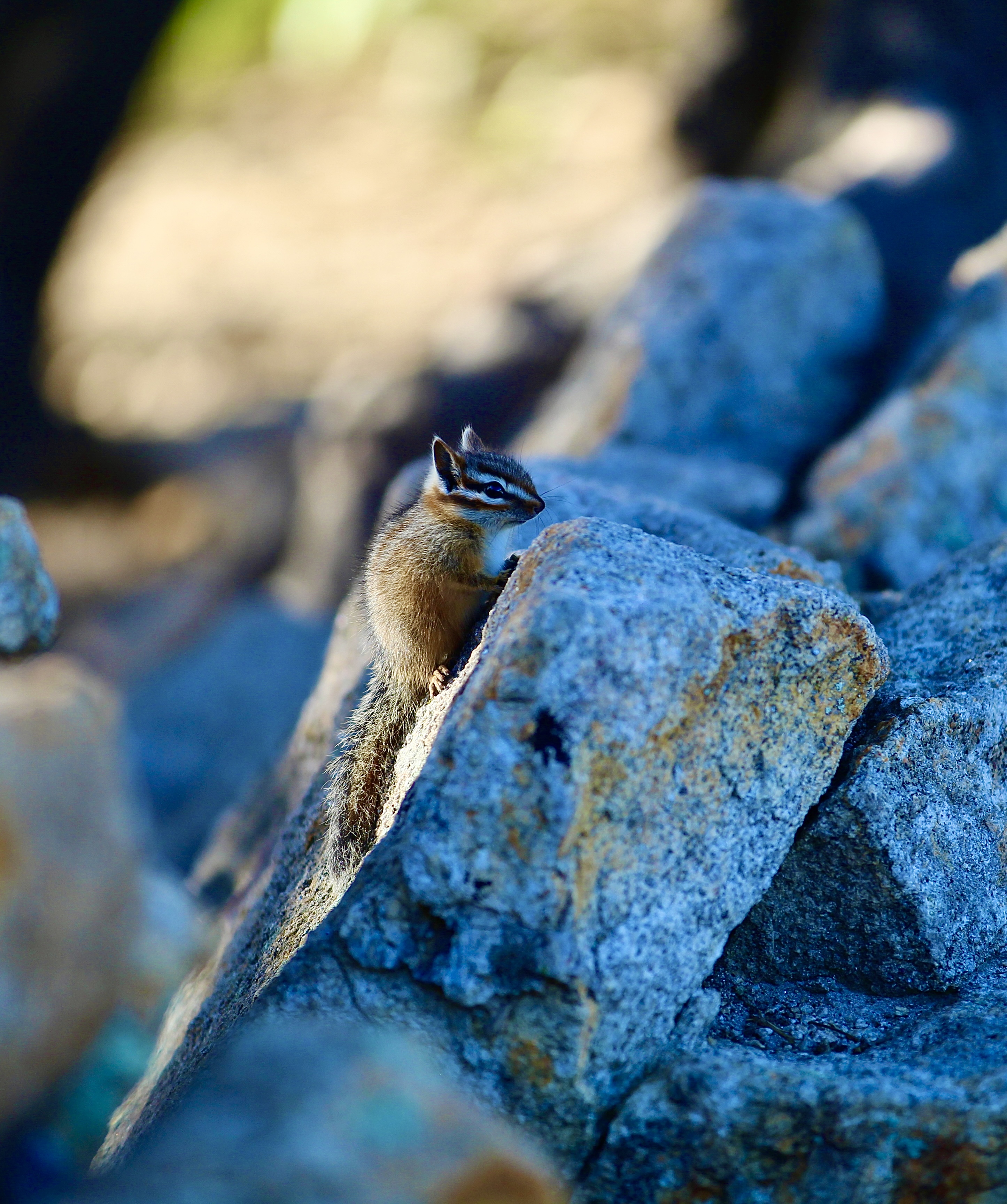 Photo by Nora Sevy  |  Panamint chipmunk investing its natural habitat 