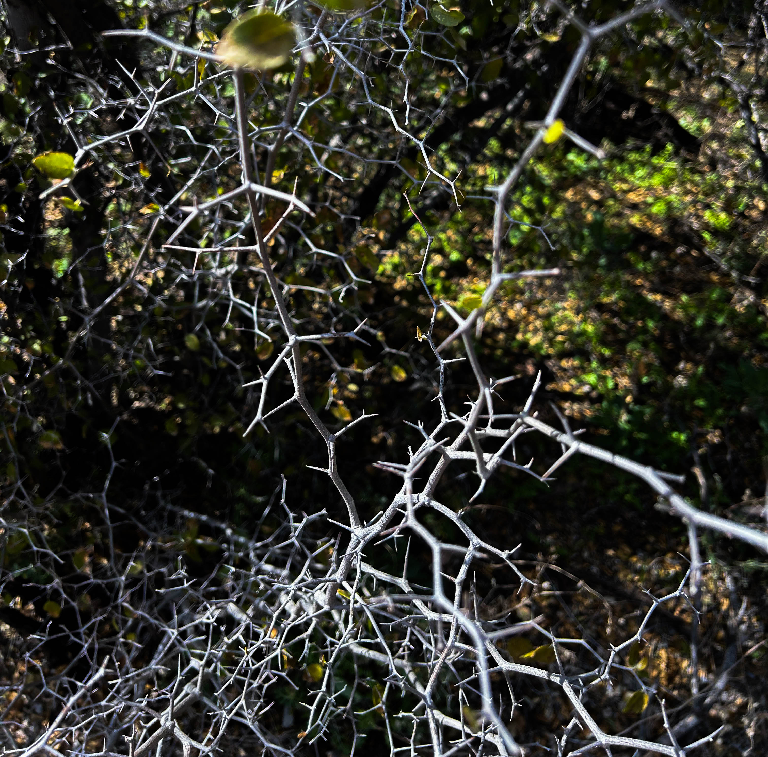 Photo by Josie Mazerski  |  Close up picture of a Wire-netting bush