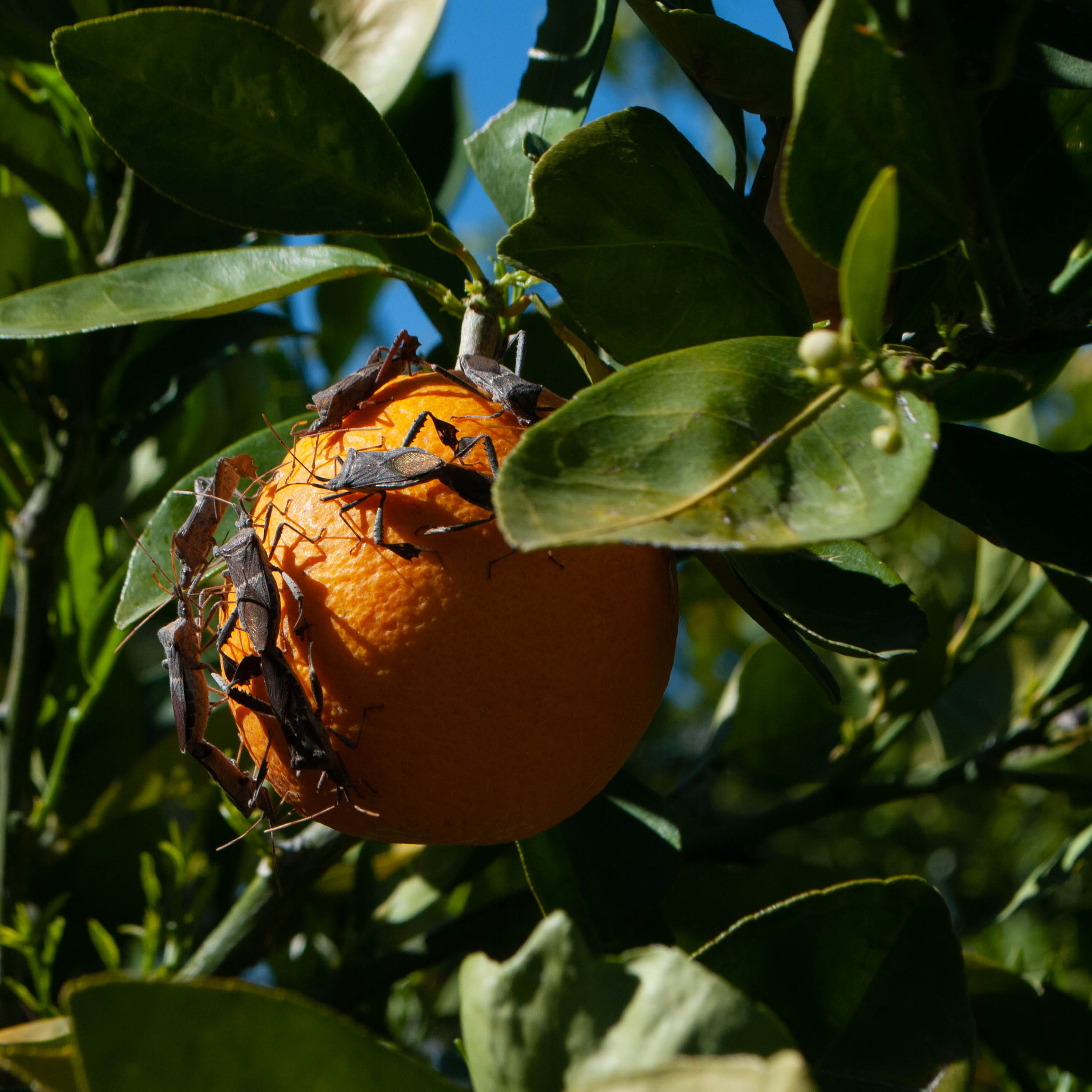 Photo by Grey Picciano  |  Kissing bugs on an orange