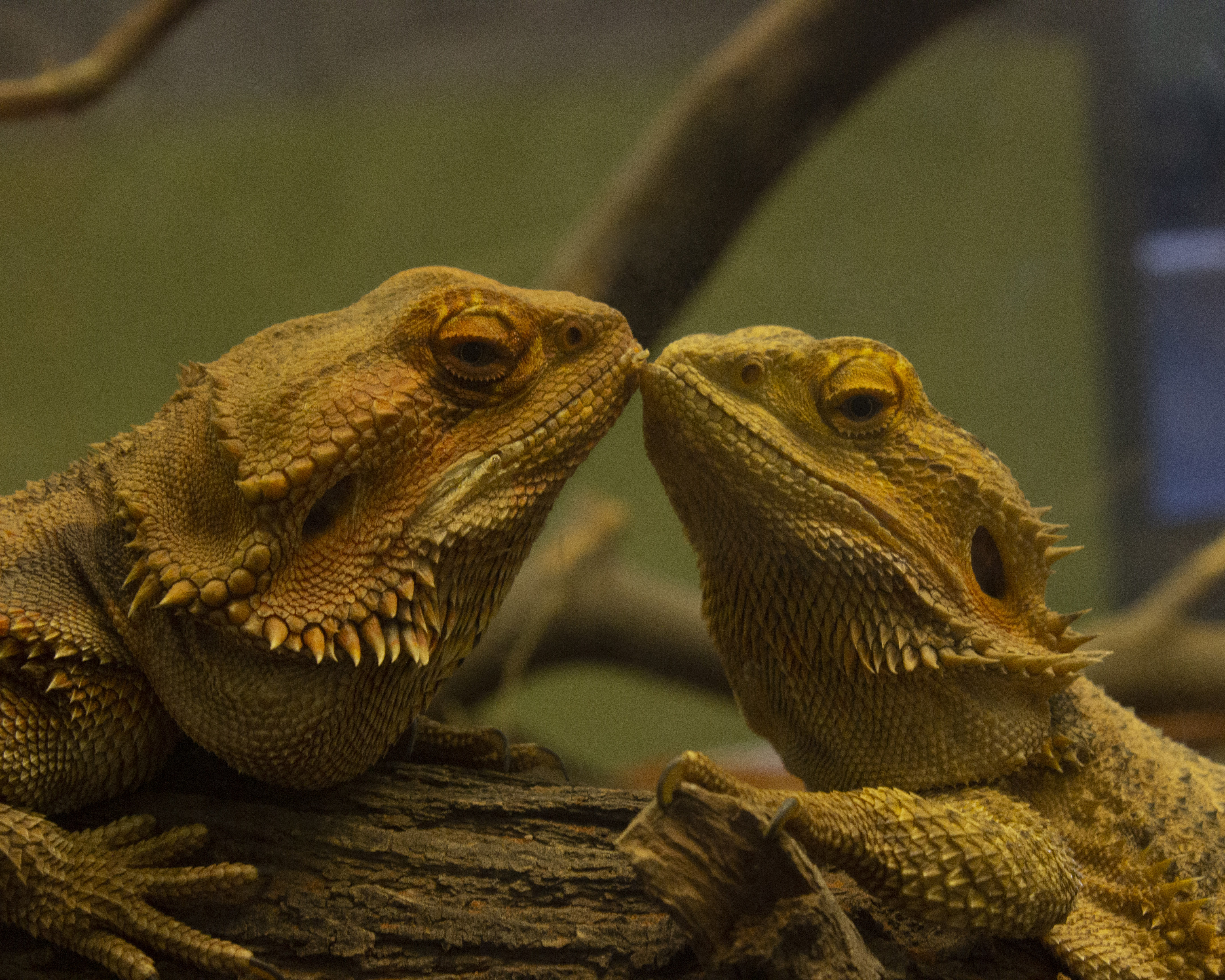 Photo by Melina Kraft  |  The Reptile Section at the Reid Park Zoo. Two bearded dragons in their enclosure.