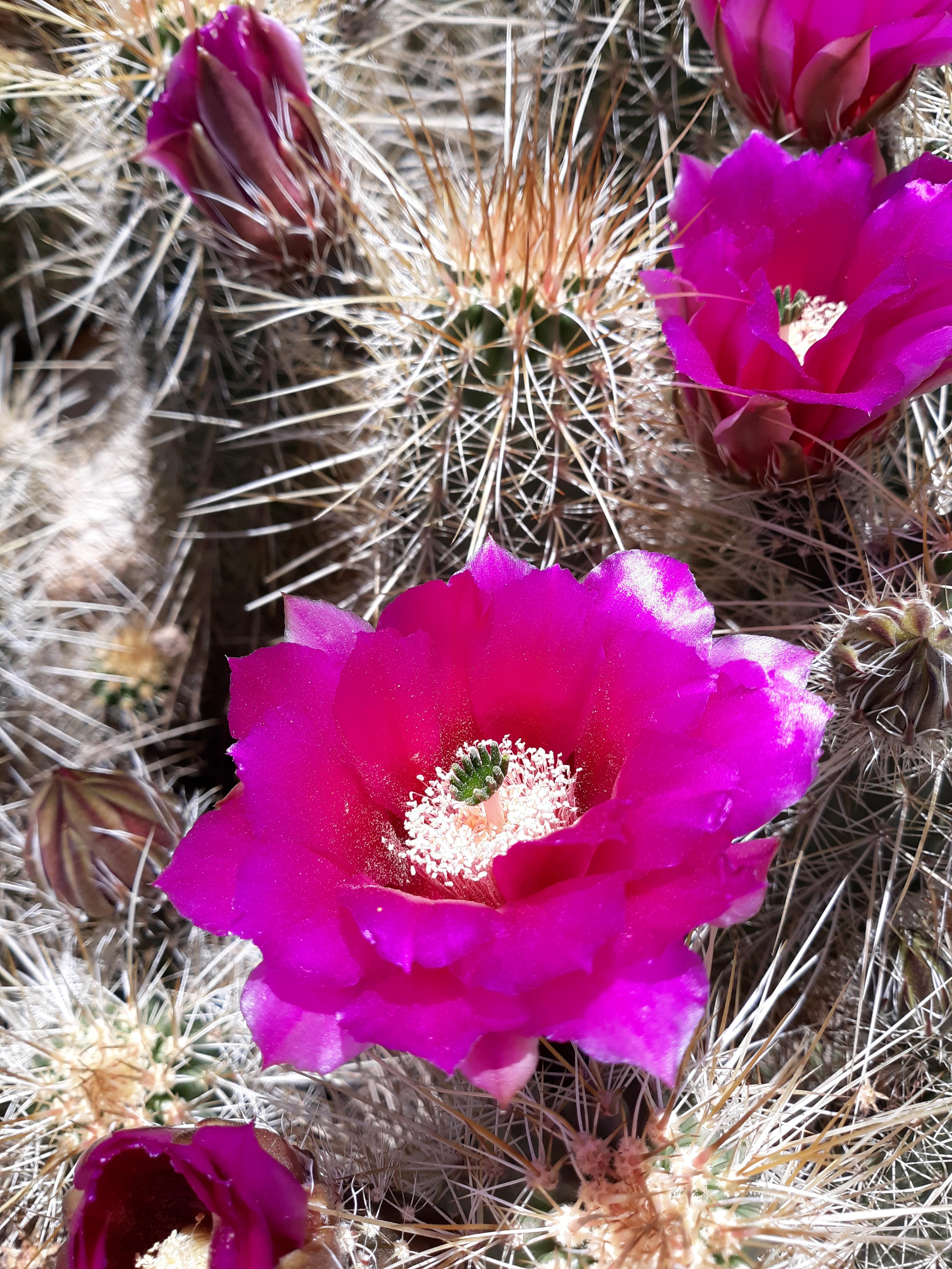 Photo by Tianna L Anderson  |  Vibrant fuchsia blooms on a very spiny cactus.