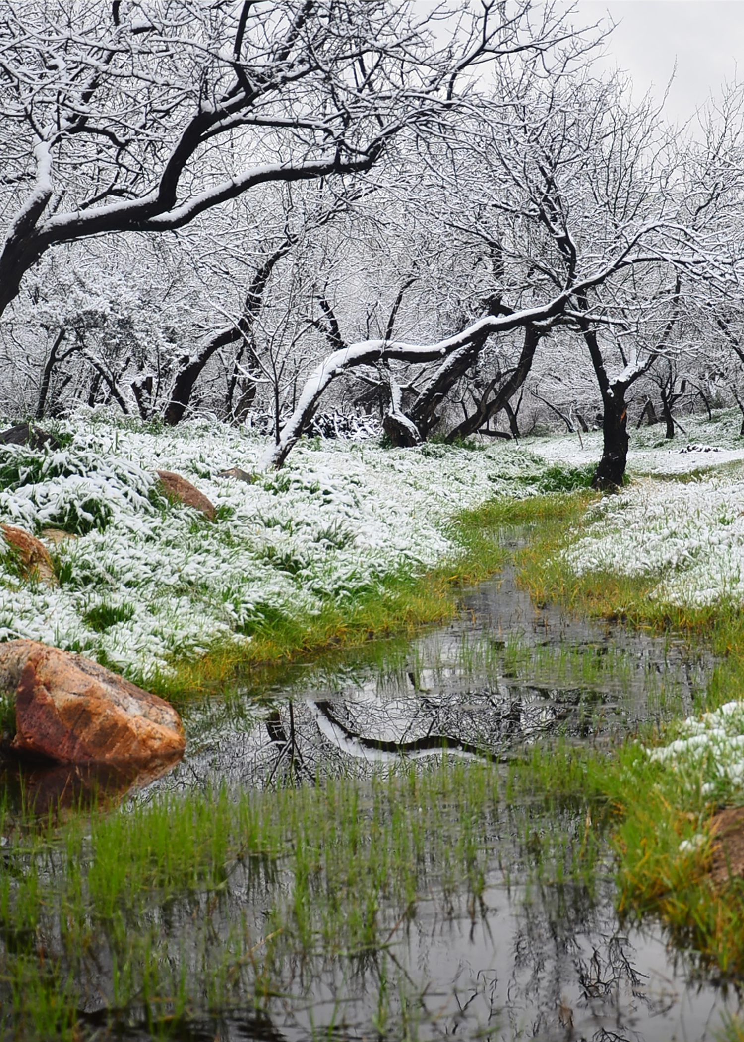 Photo by Arianna DuPont  |  Riparian area just after a rare March snowfall in Sabino Creek