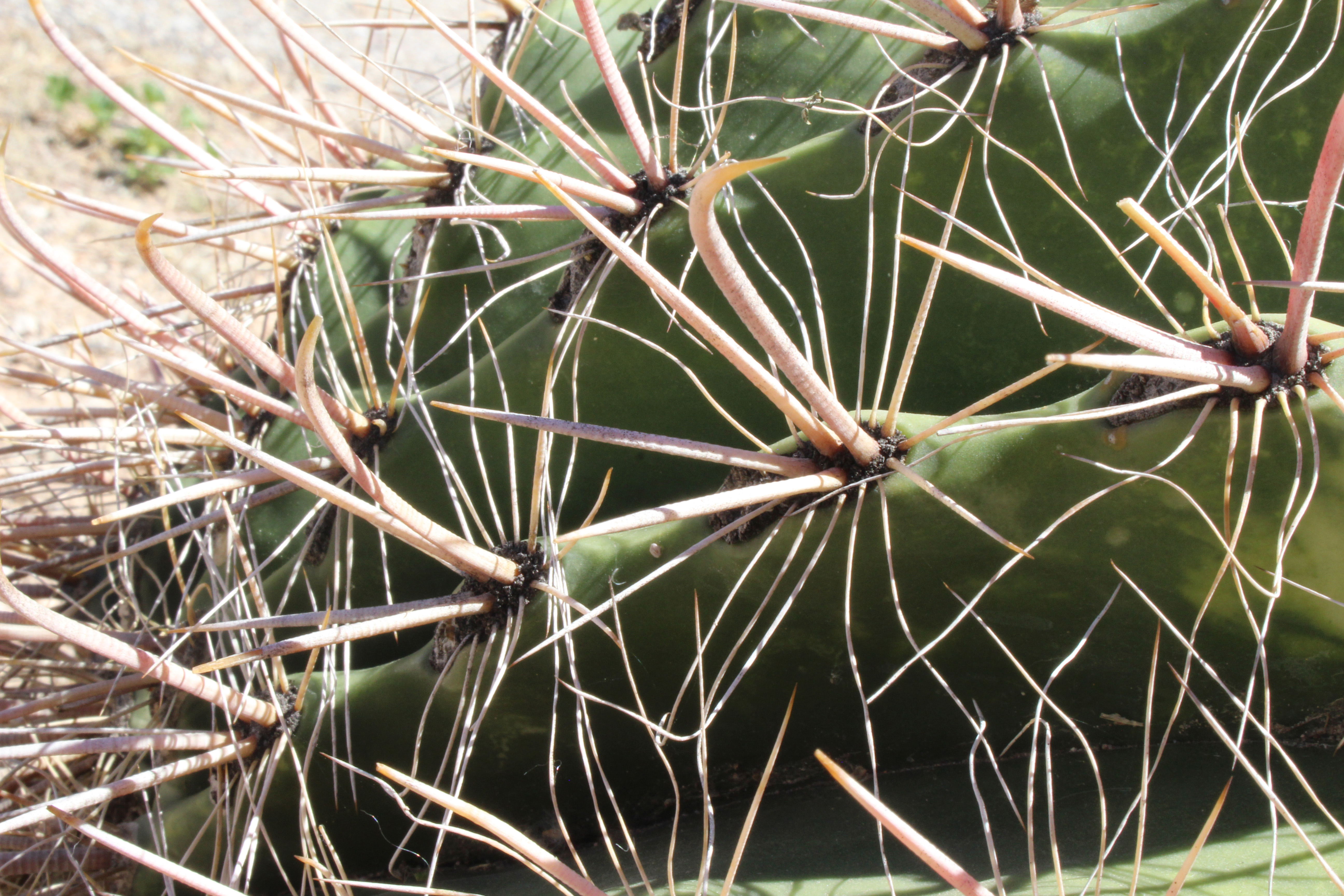 Photo by Iliana Toledo  |  A close up photo that is focused on a cactus and its spines.