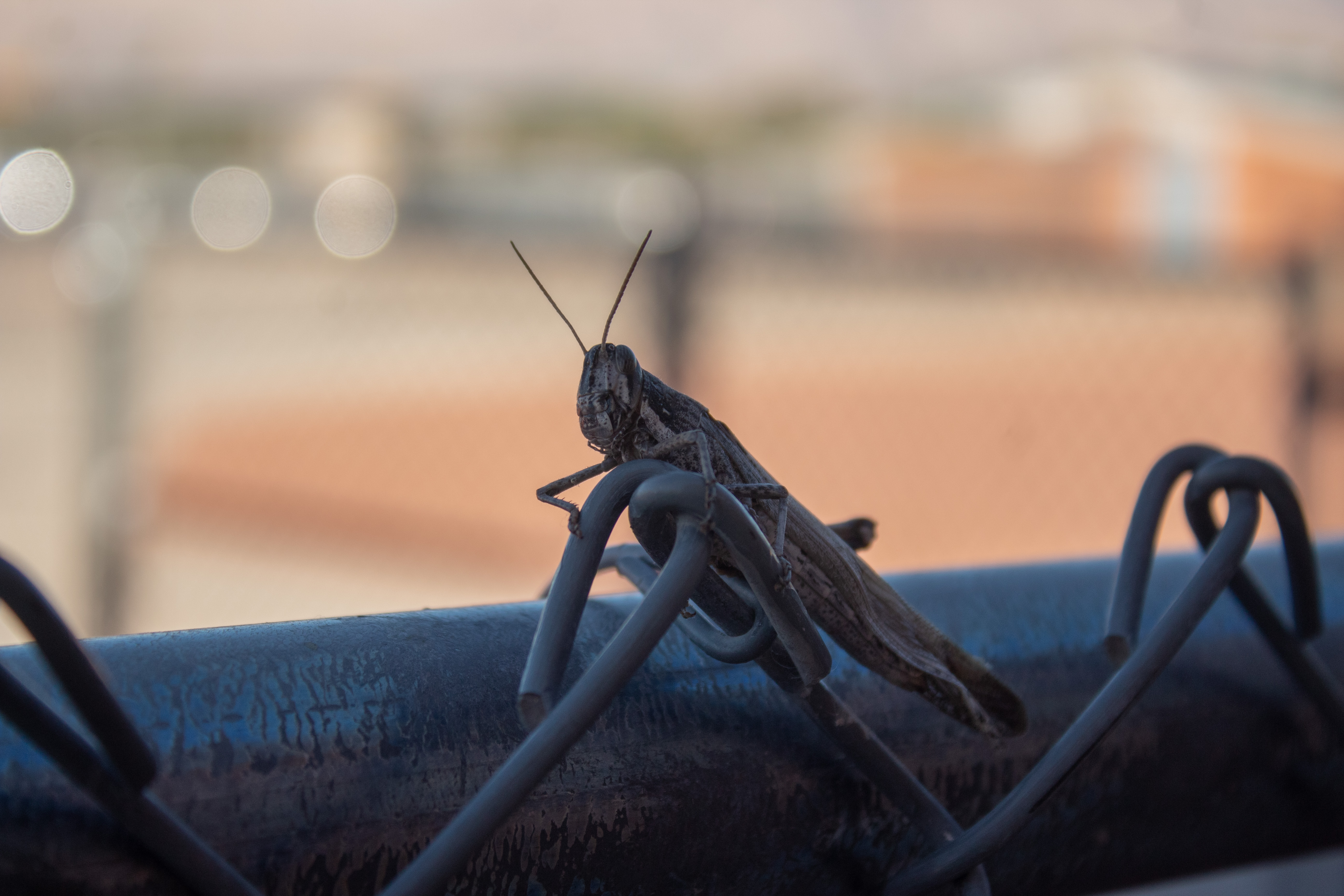 Photo by Brycen McLain  |  Picture of grasshopper on a fence