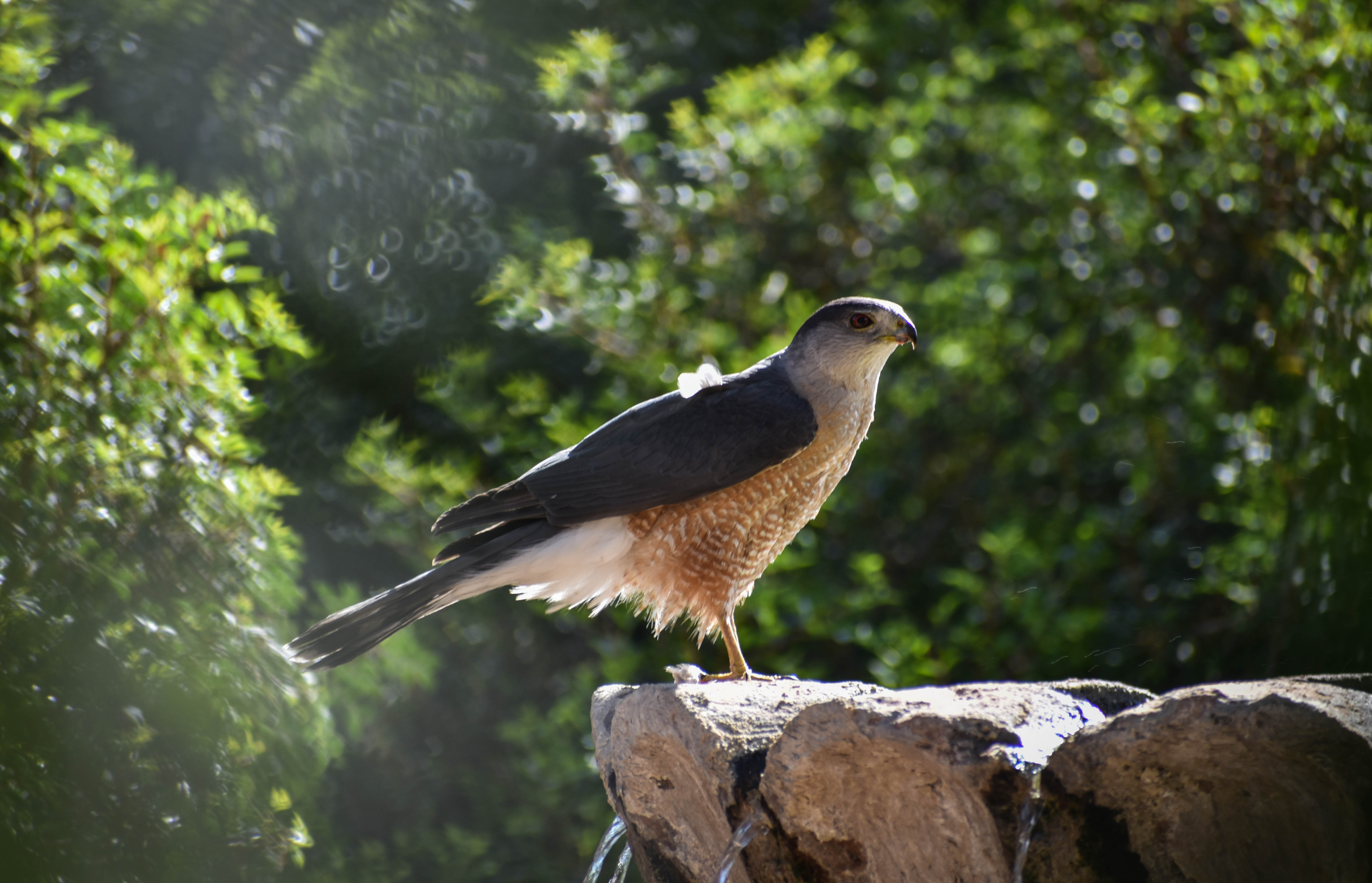 Photo by Anna Folks-Duncan  |  A hawk stopping for a quick drink on a hot spring day.