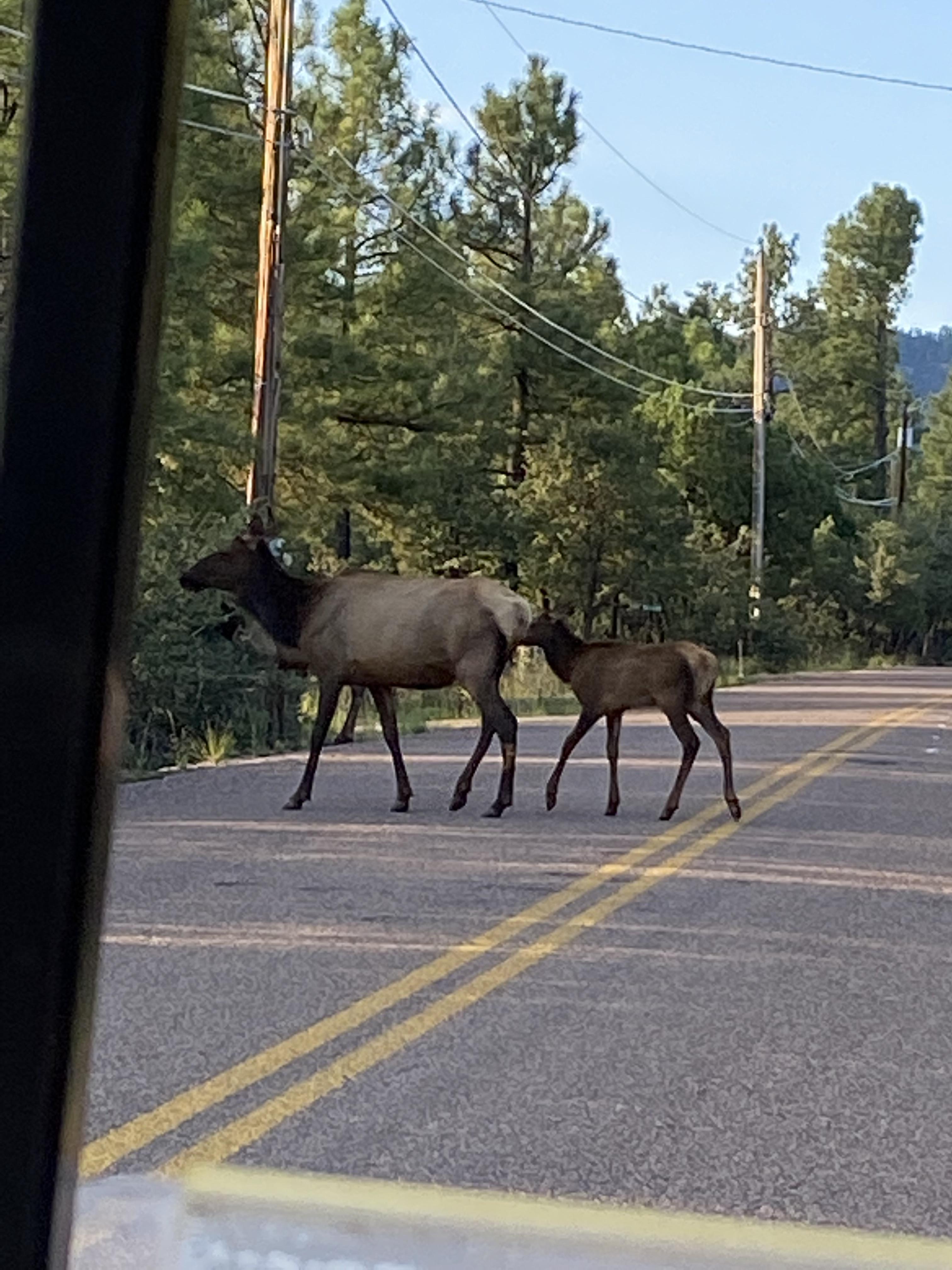 Photo by Sydney Mikkelson  |  Mama and baby elk crossing the road