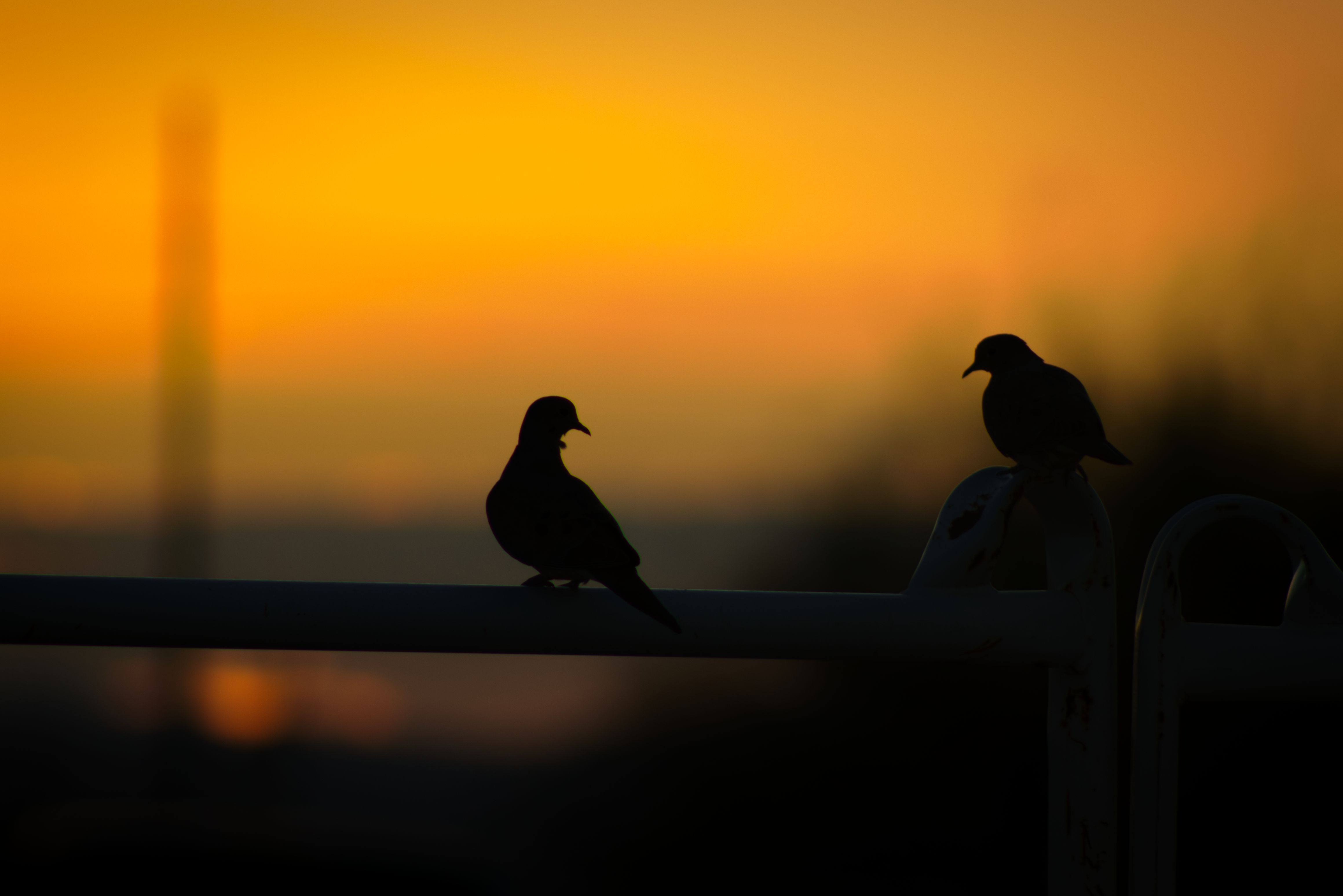 Photo by Diego Campos  |  Two Morning doves enjoying a desert sunset.