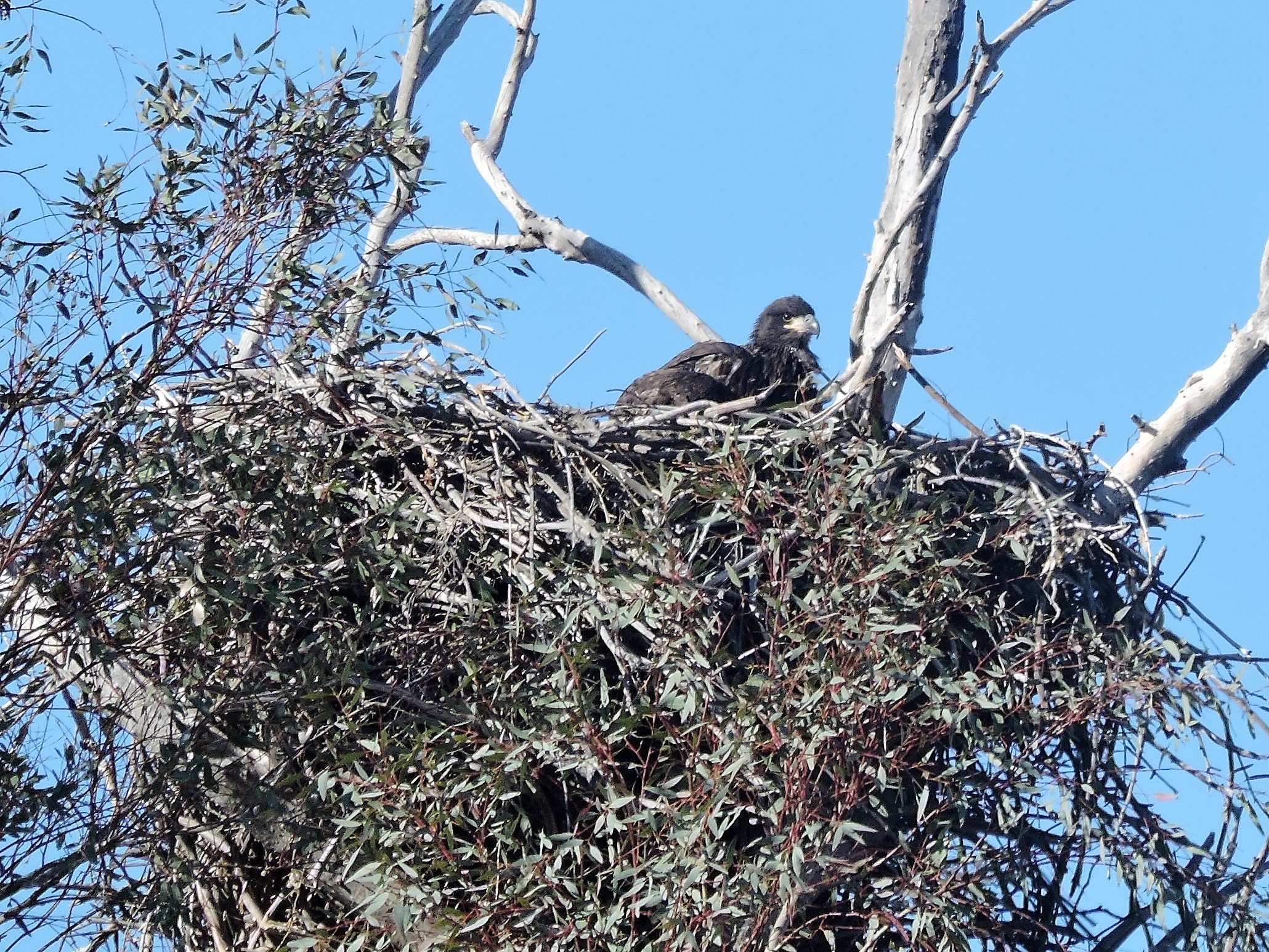 Photo by Caitlin Barton  |  Young Bald Eagle in Nest