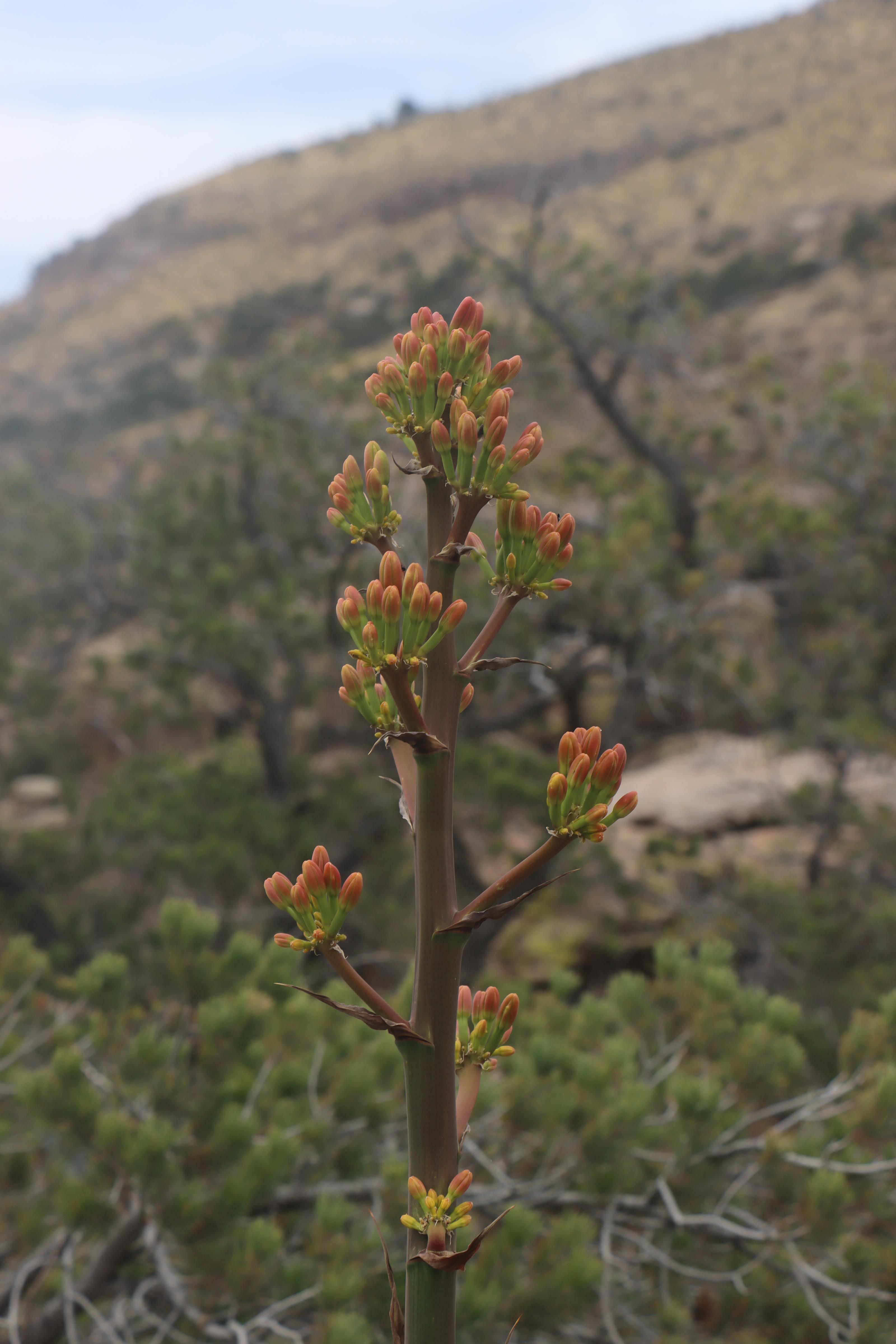 Photo by Jonathan Sensibar  |  The flowering stem of an agave against the rocky background of the Chiricahua mountains