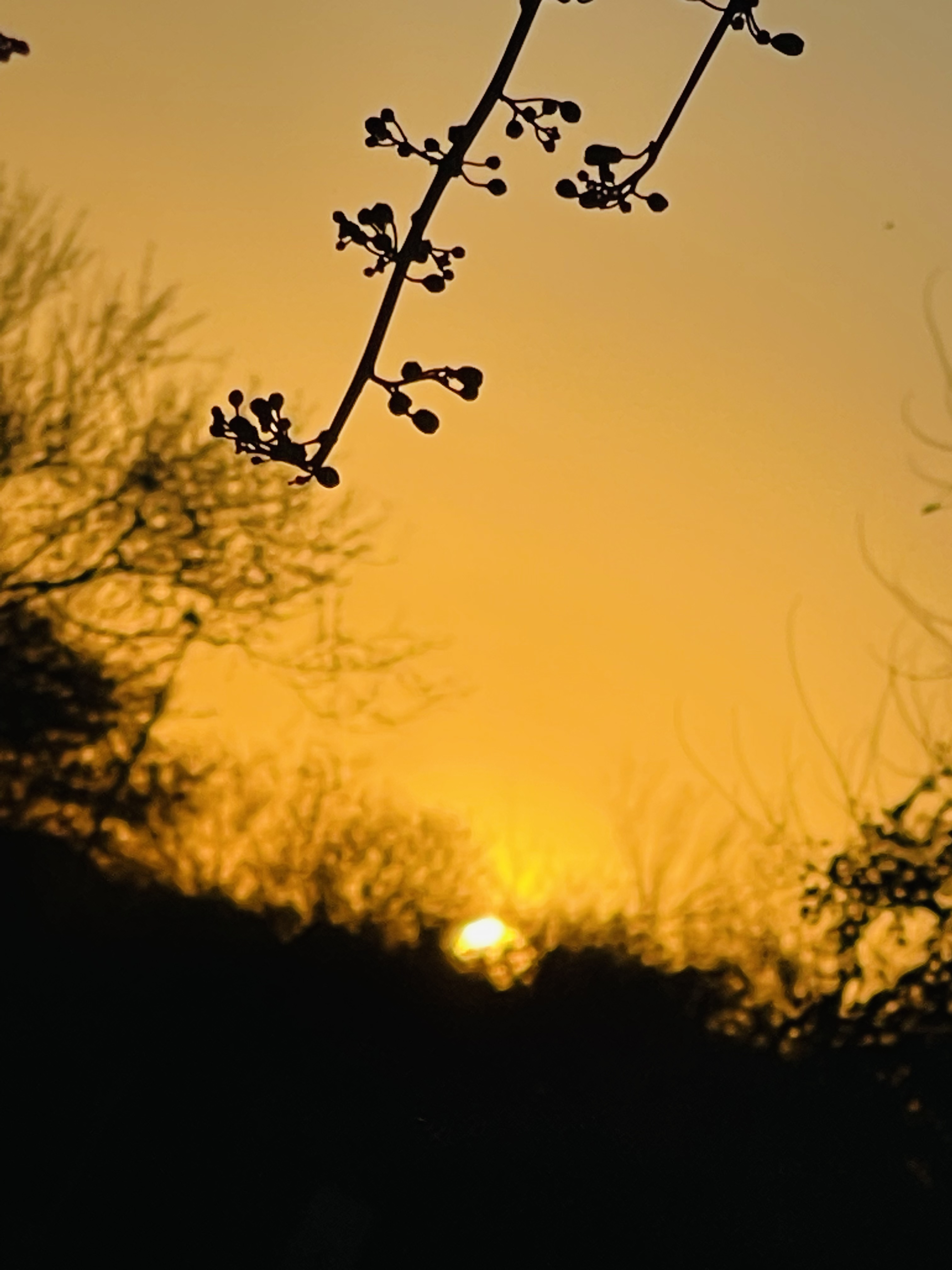Photo by Riyansh Guntuka  |  Two tree branches on a sunset background 
Location: Veterans Oasis Park