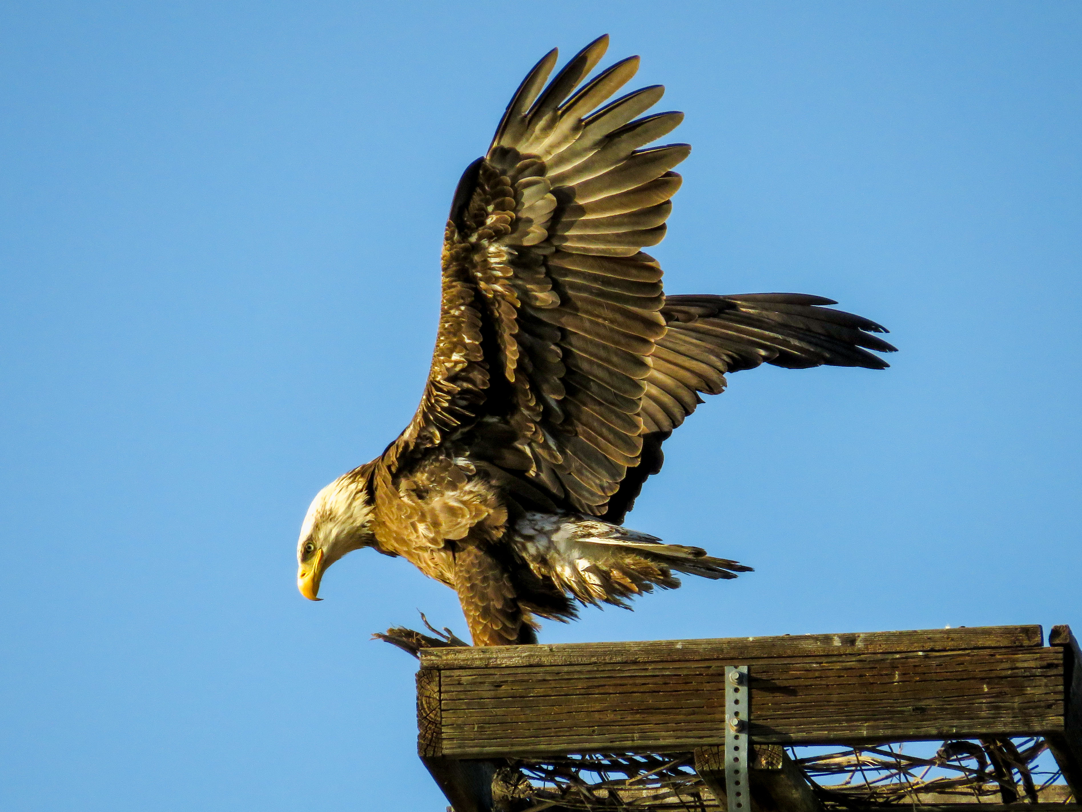 Photo by Gibson Gallares  |  Bald Eagle showing off its wings!