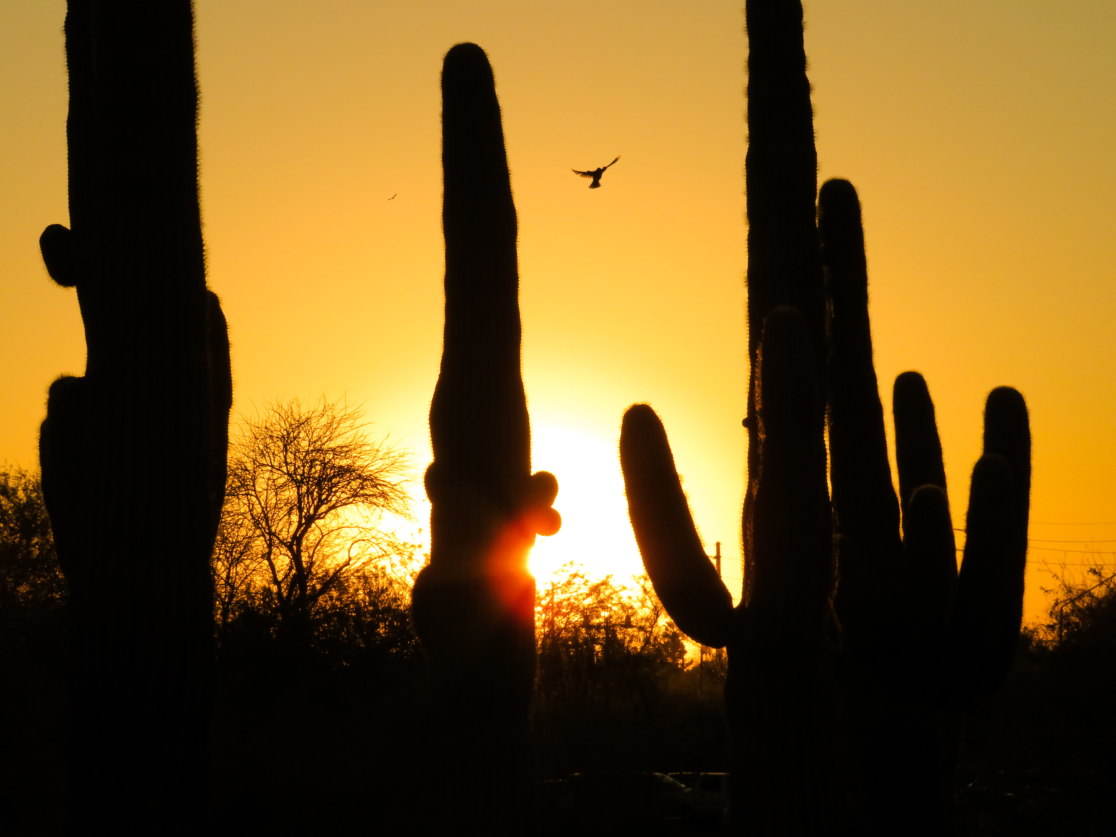 Photo by Gibson Gallares  |  Backlit cacti during golden hour while bird is taking flight. At the Riparian Preserve in Gilbert, AZ 