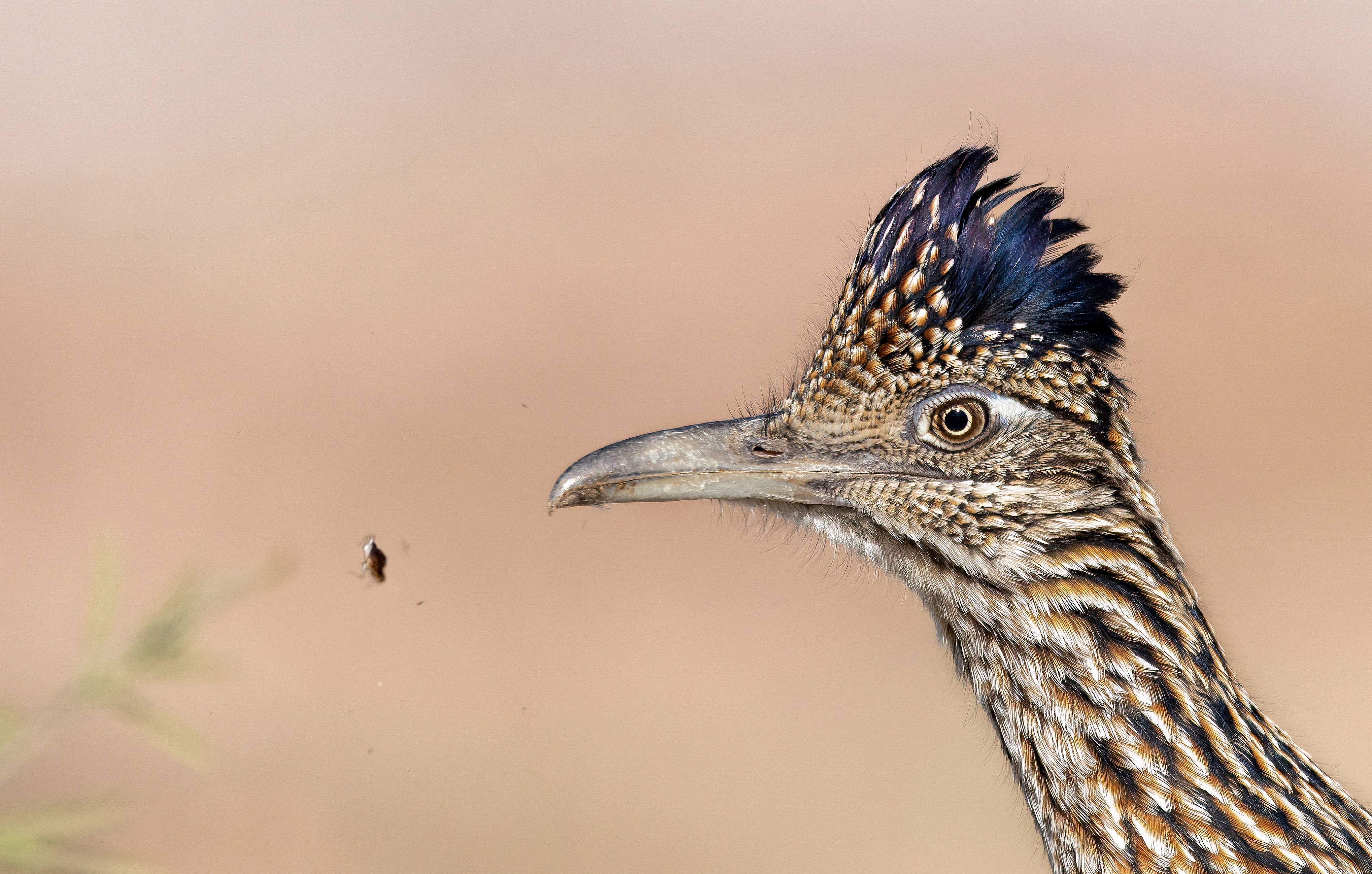 Photo by Aidan Yu  |  One of the most iconic birds of the desert, the Greater Roadrunner. Its shy and elusive nature means that photographing it is particularly challenging. On this occasion, the roadrunner sped past me, foraging, as I lay in the dirt, and I managed to capture the precise moment it dropped its lunch!