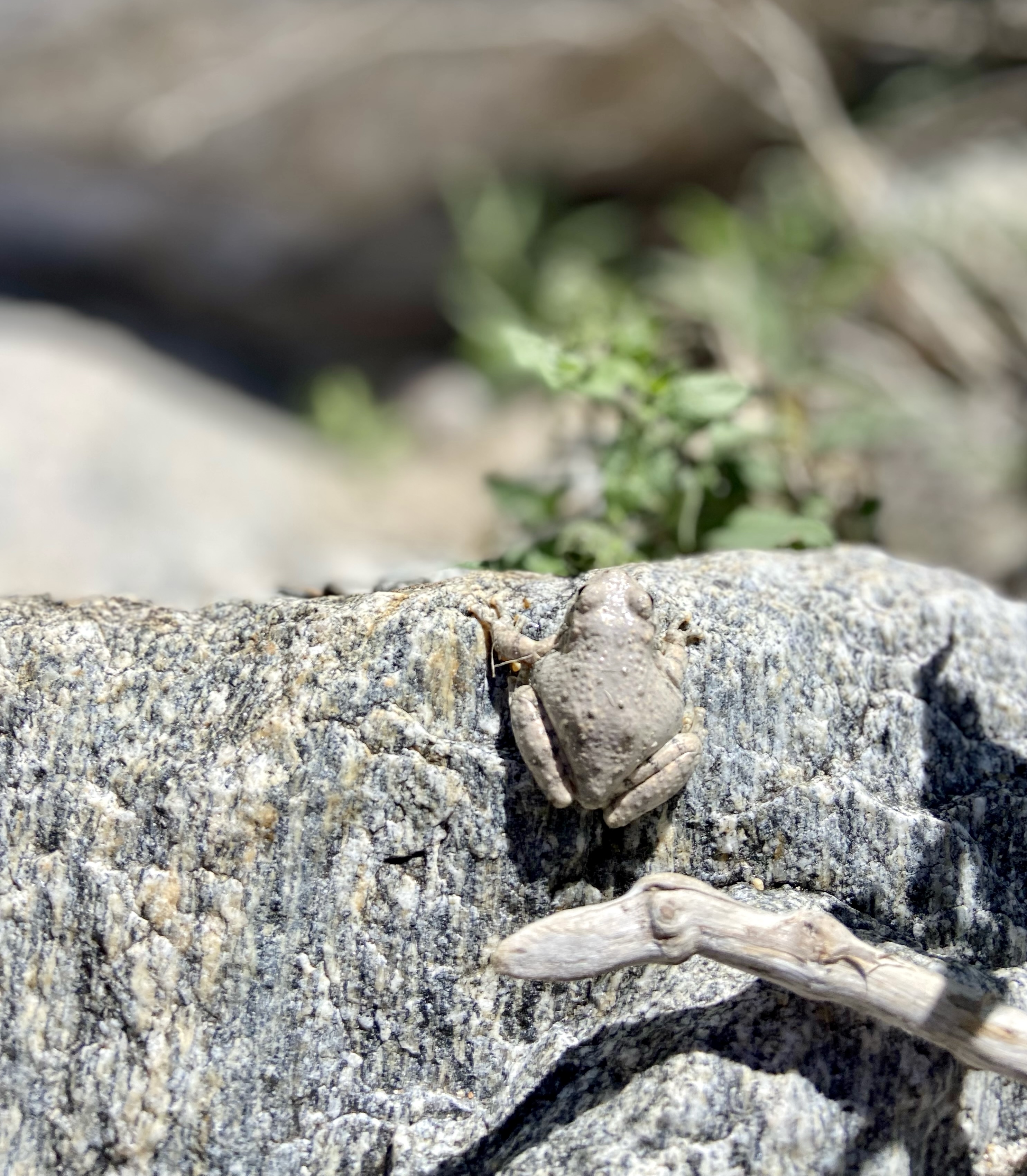 Photo by Grant Gugelman   |  Hidden in the Catalina Foothills basks the rare Canyon Treefrog. This majestic creature was spotted near the glimmering stream carved through the Ventana Canyon. This tiny frog is one of Arizona's great wonders.