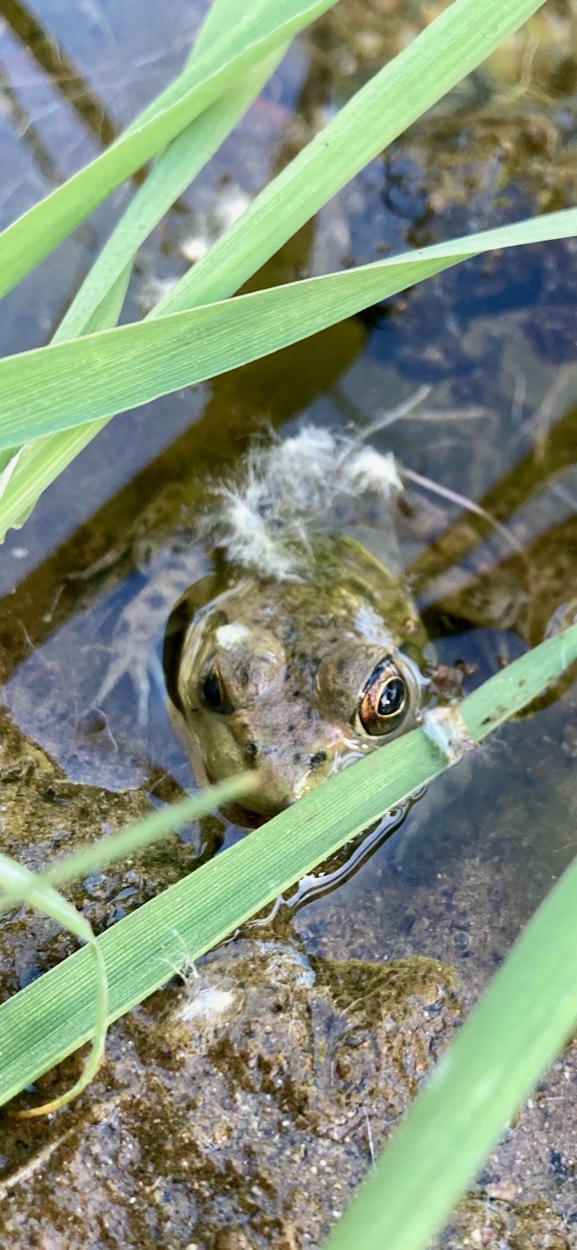 Photo by Brayden Gugelman   |  In the lush and abundant vegetation of Cienaga Creek, lays a highly aquatic frog that is chillin in his water pool. This Tarahumara Frog is stunning to everyone. 