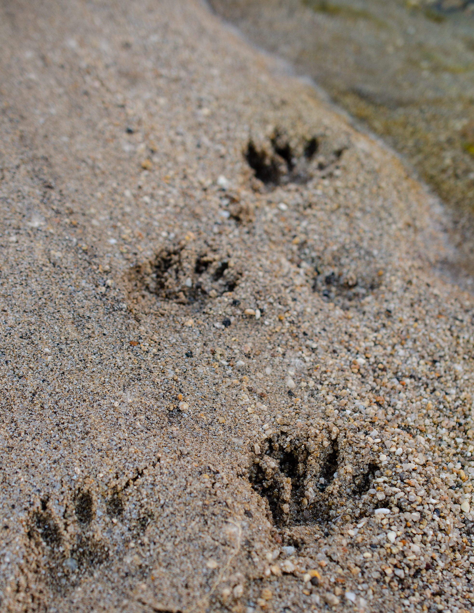 Photo by Arianna DuPont  |  Paw prints in the sand mark a raccoon's path toward the creek.
