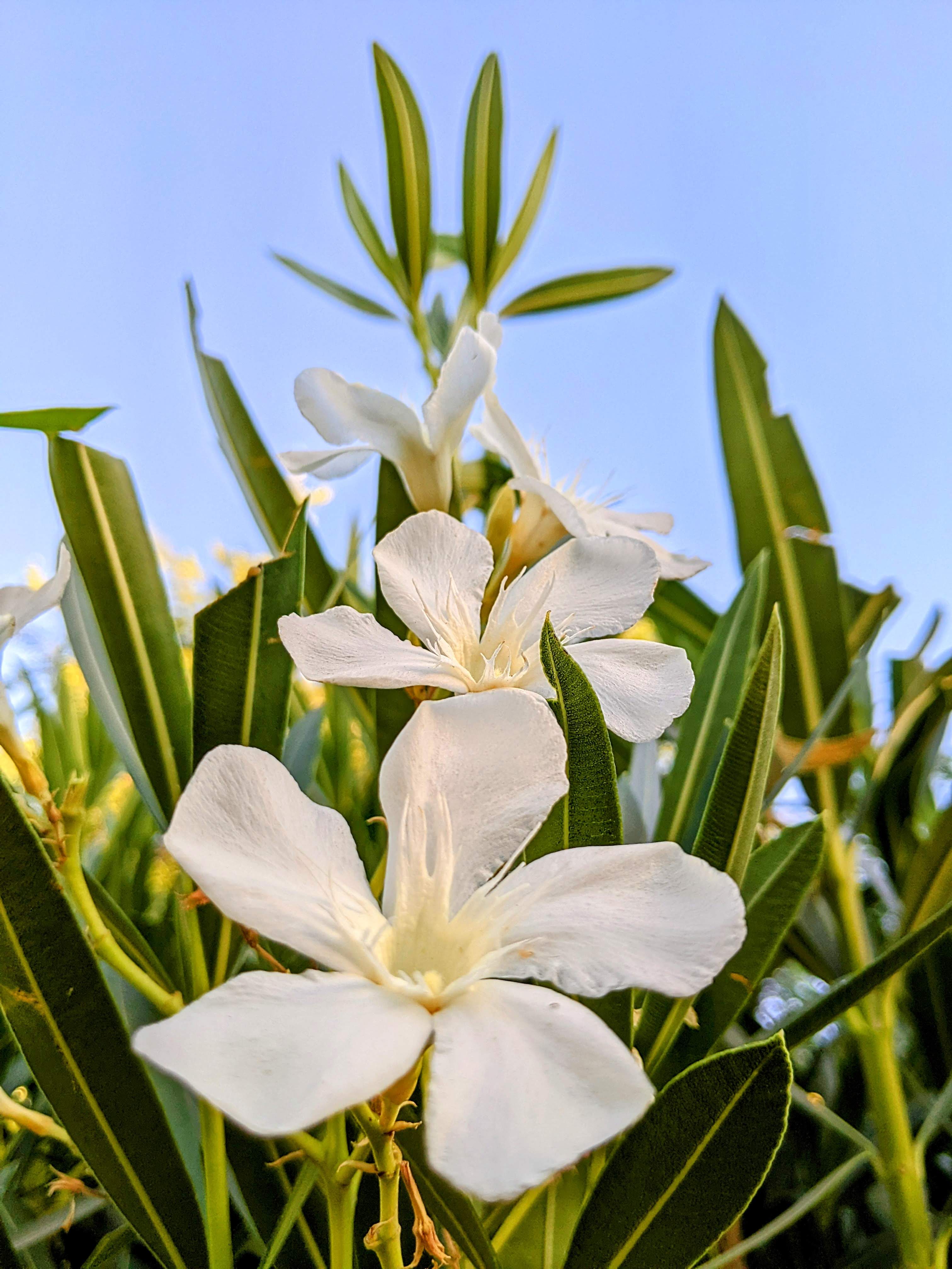 Photo by Sargun Bhatia  |  White flowers blooming in the spring. 