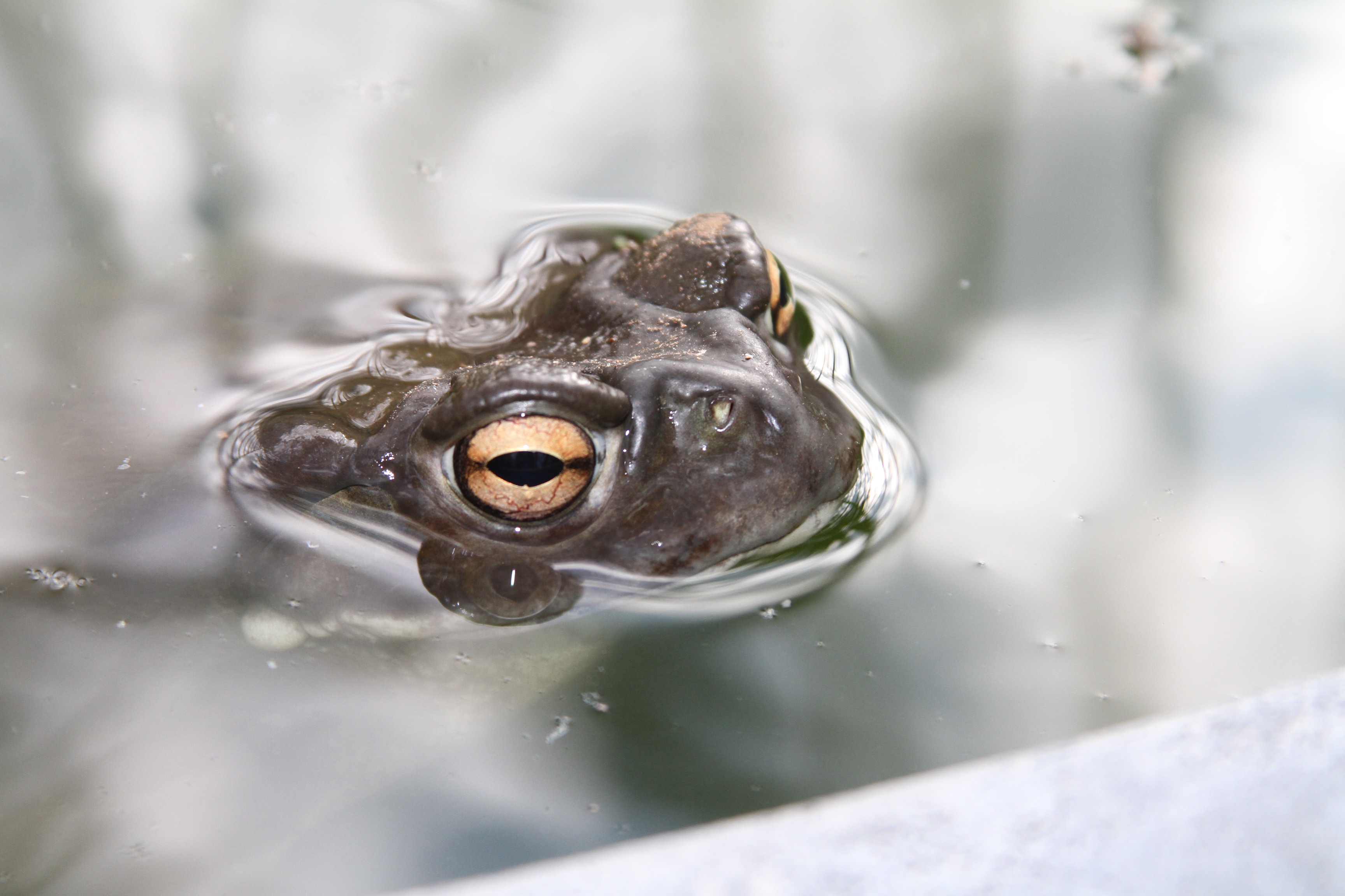 Photo by Alaina Benziger  |  My grandma's pond frog. 