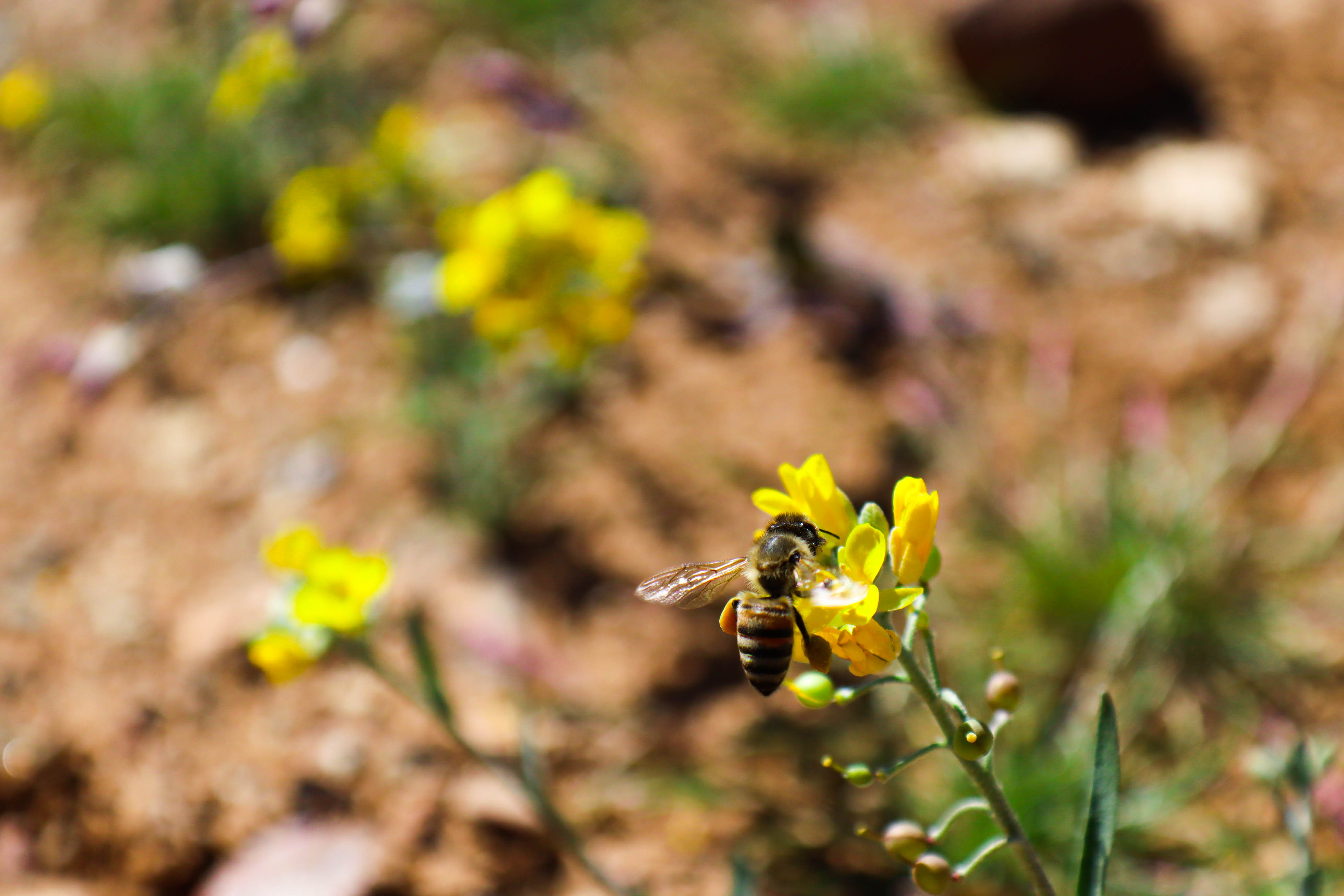 Photo by Joshua Villalpando  |  A cute bee gathering pollen with some nice scenery in the back ground.