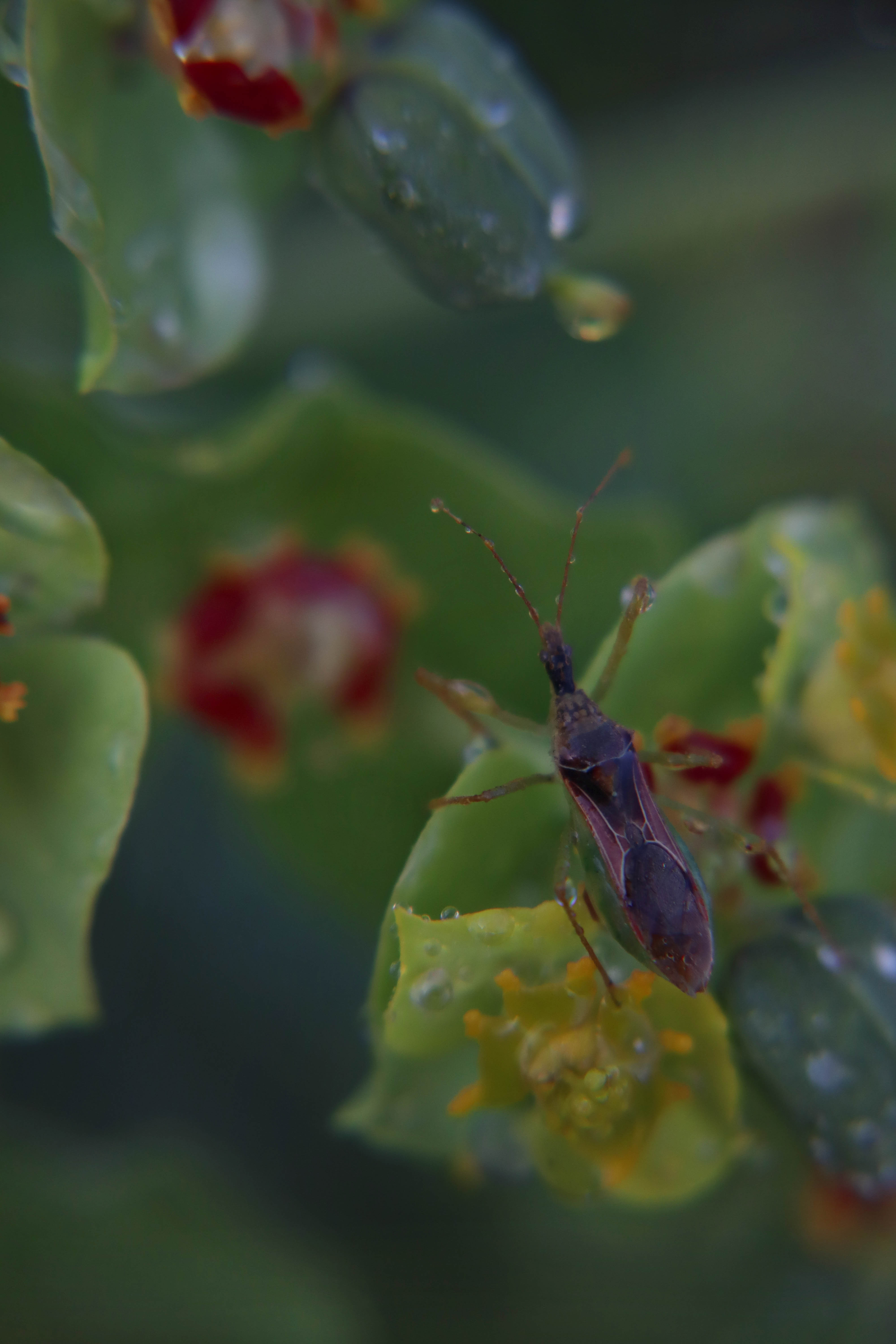 Photo by Ainslie Lowe  |  I took this photo one evening in my backyard as the sun dipped below the horizon. The water on both the leaves and this unique bug created the perfect atmosphere for a moment in nature.