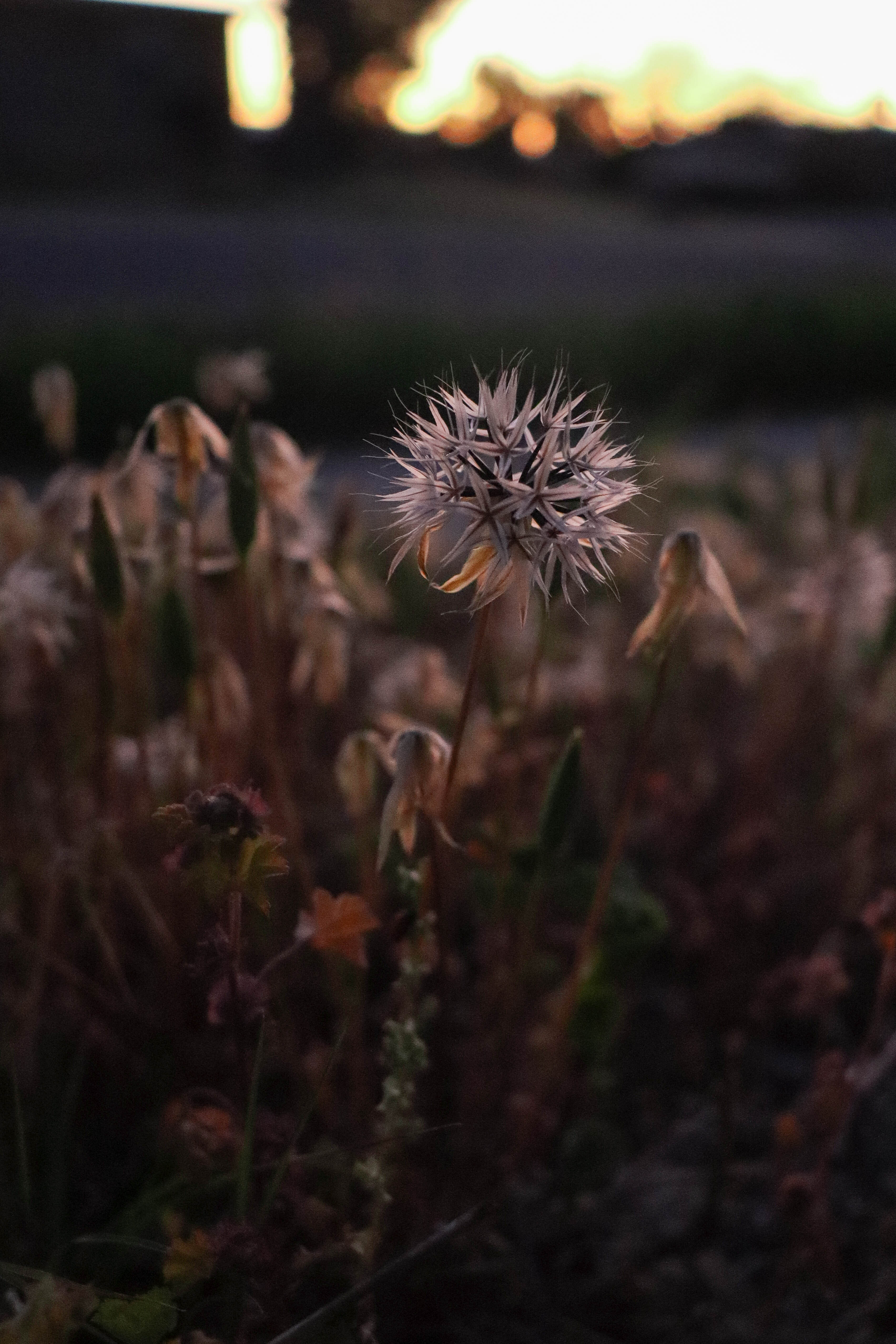 Photo by Serena Fennimore  |  Spiky Flower