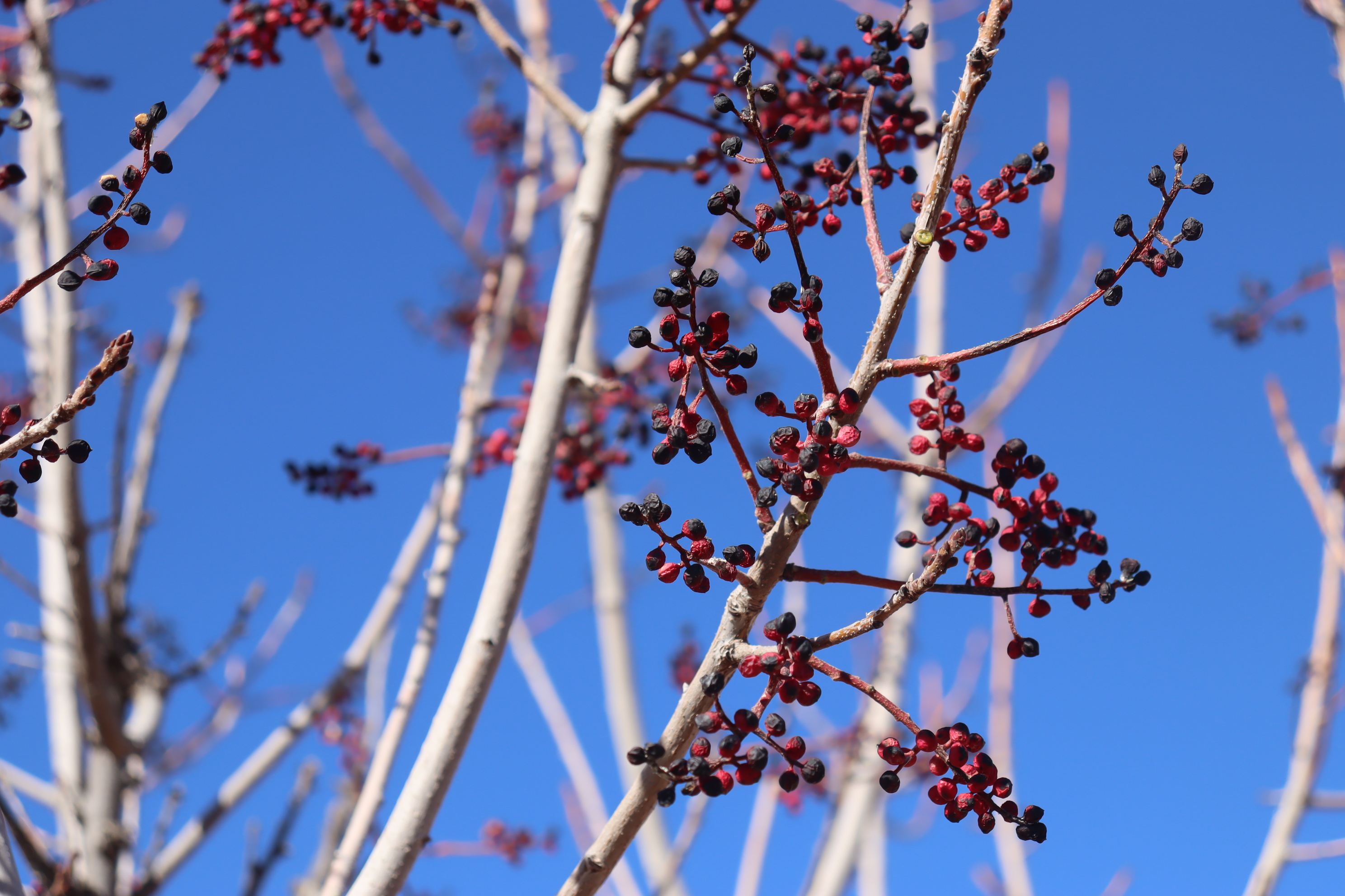 Photo by Chloe Miller  |  Picture of tree branches and a clear blue sky behind it.