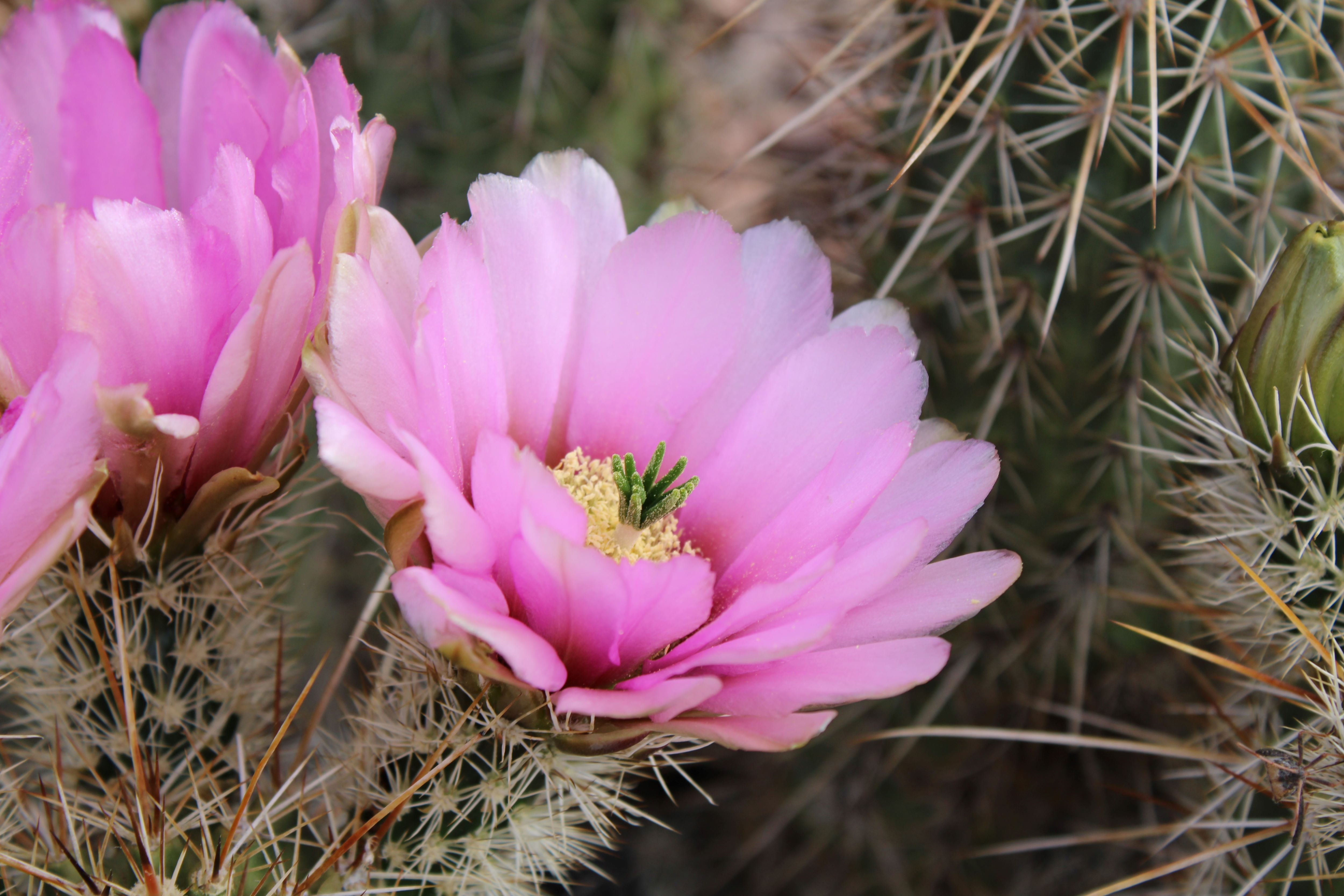 Photo by Kirra Medlyn  |  The bright pink flowers of the native strawberry hedgehog cactus. Truly a beautiful sight to see every spring.