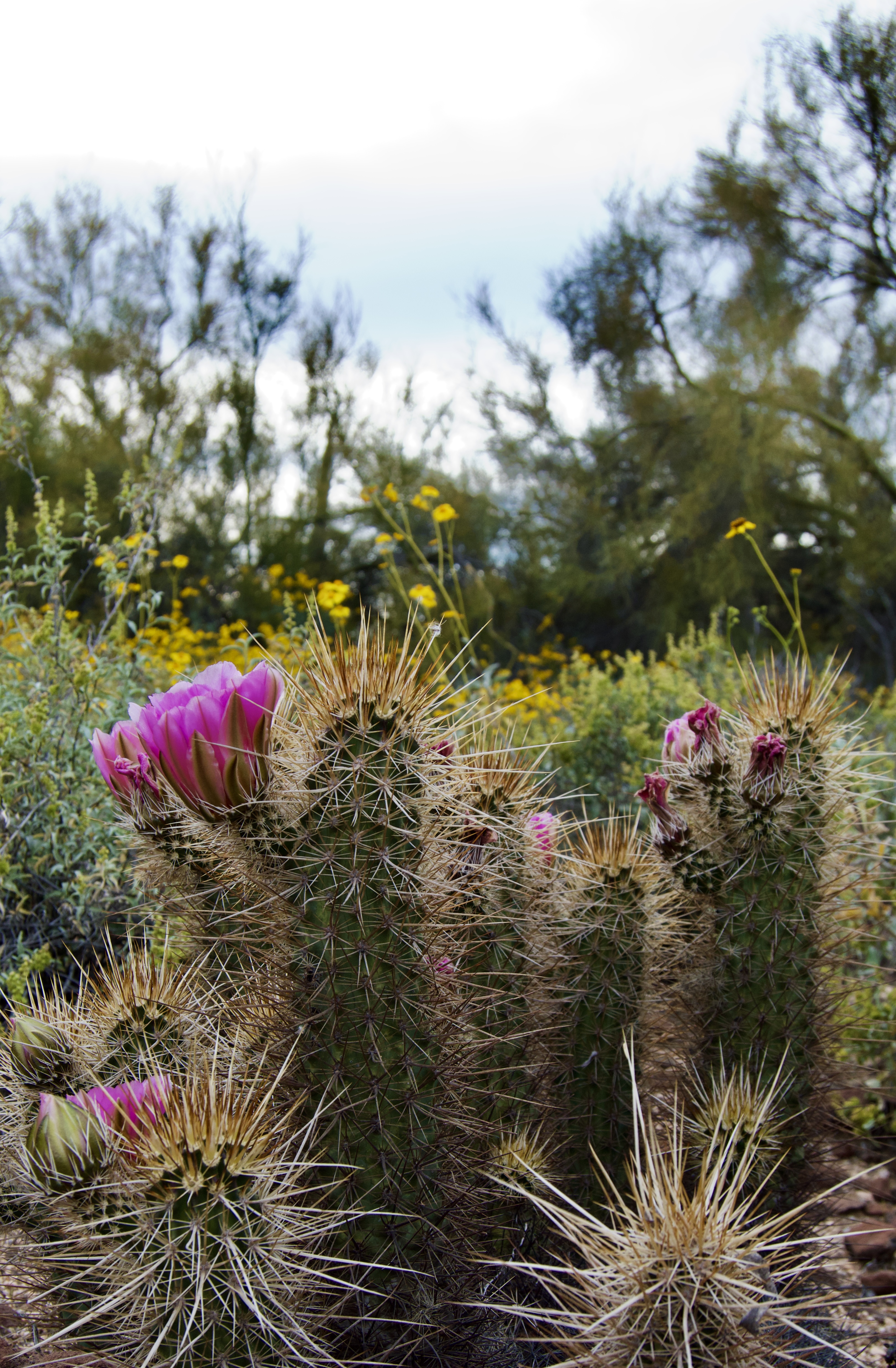 Photo by Eleanor Skoog  |  A cactus in bloom.
