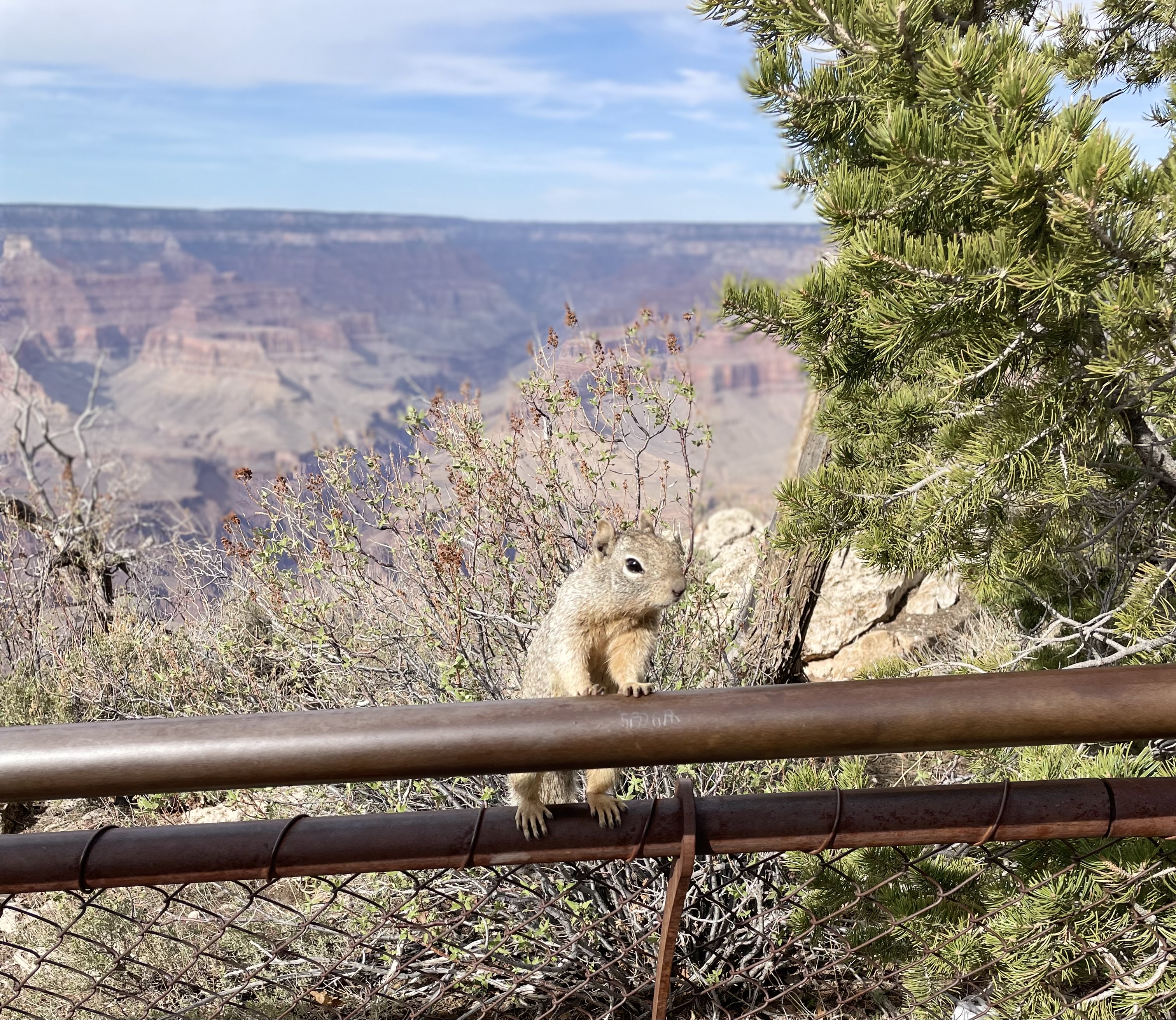 Photo by Angelia Thorsen  |  Grand Canyon Rock Squirrel!

I loved being able to visit the Grand Canyon, my dream destination! I was envious of the squirrel's permanent home and I wished I could stay there forever! This lucky squirrel was oblivious to the beauty surrounding him and only wanted snacks!