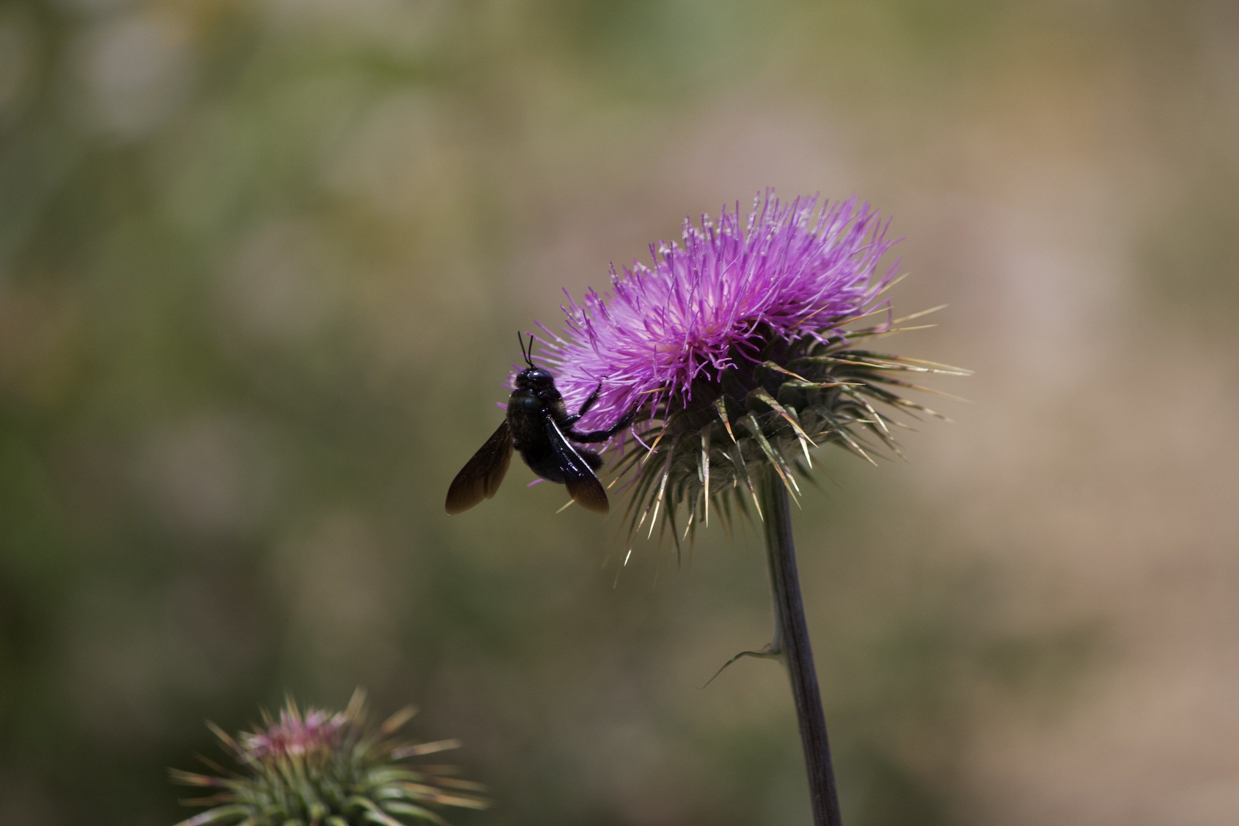 Photo by Kylie Sgarbossa  |  A Carpenter Bee pollinating a thistle. 