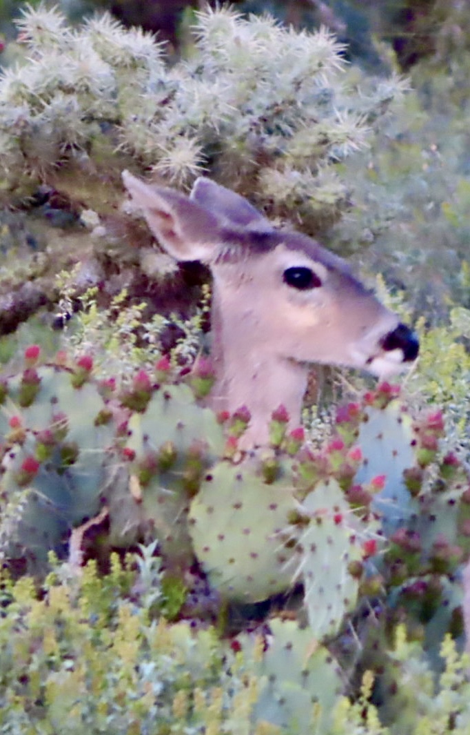 Photo by Veronika Floto  |  Baby deer in a desert. Baby deer looking for his  mama and follow her around at Sabino Canyon.