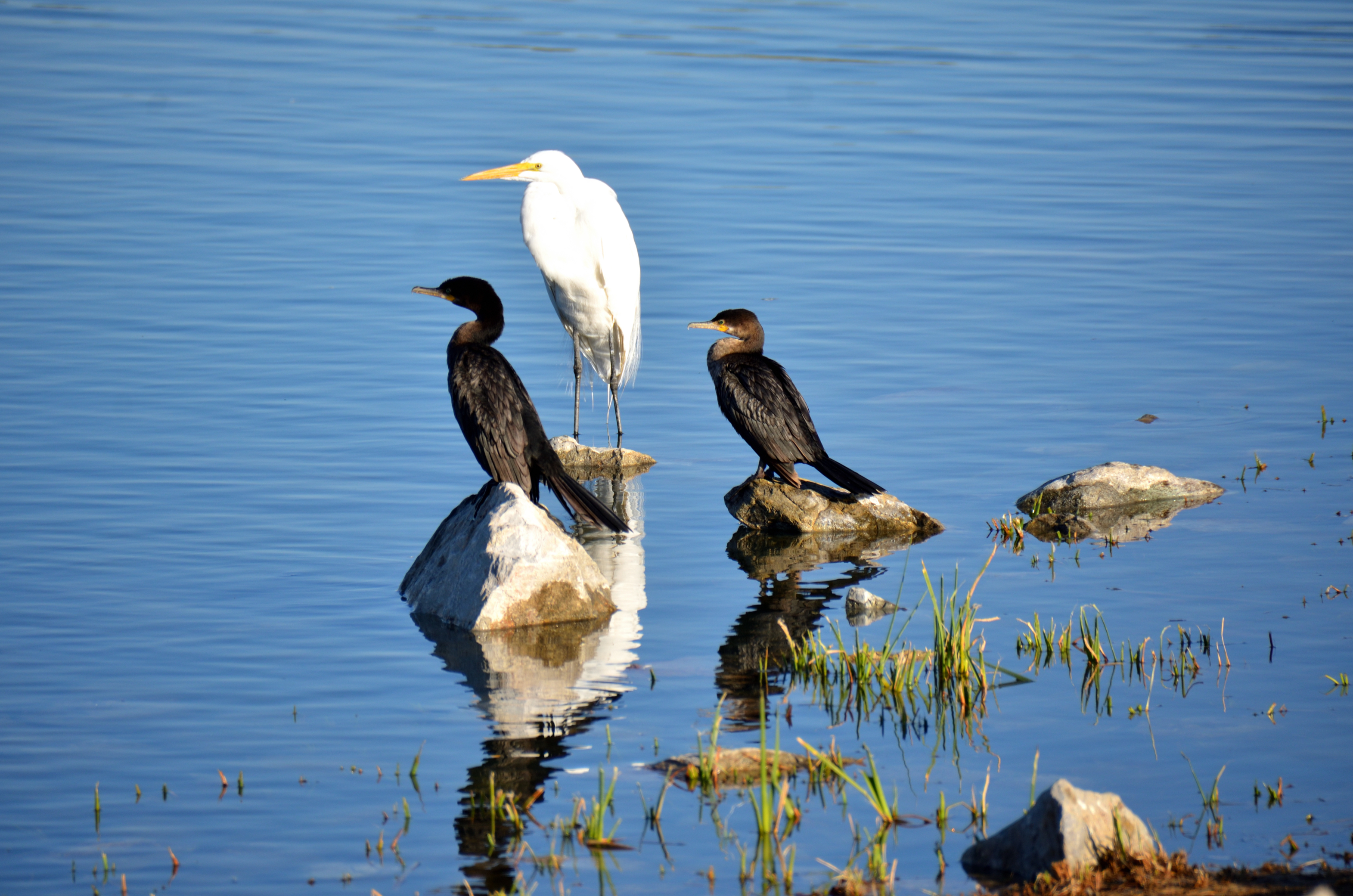 Photo by William A Peckat Jr  |  Something caught their eye.