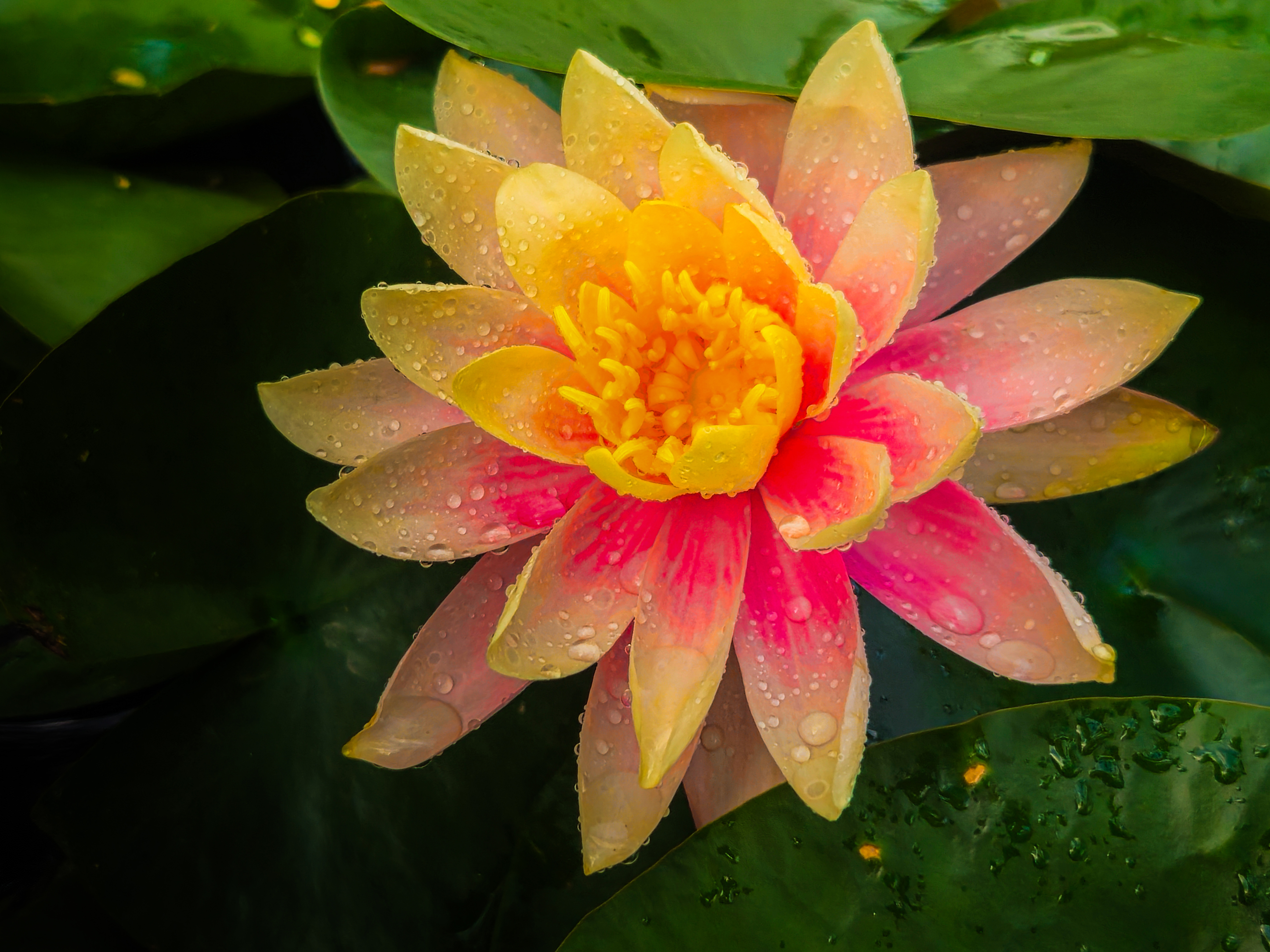 Photo by Xander Muth  |  A soft pink water lily glowing with golden light, its petals being kissed with raindrops and floating peacefully on still water.