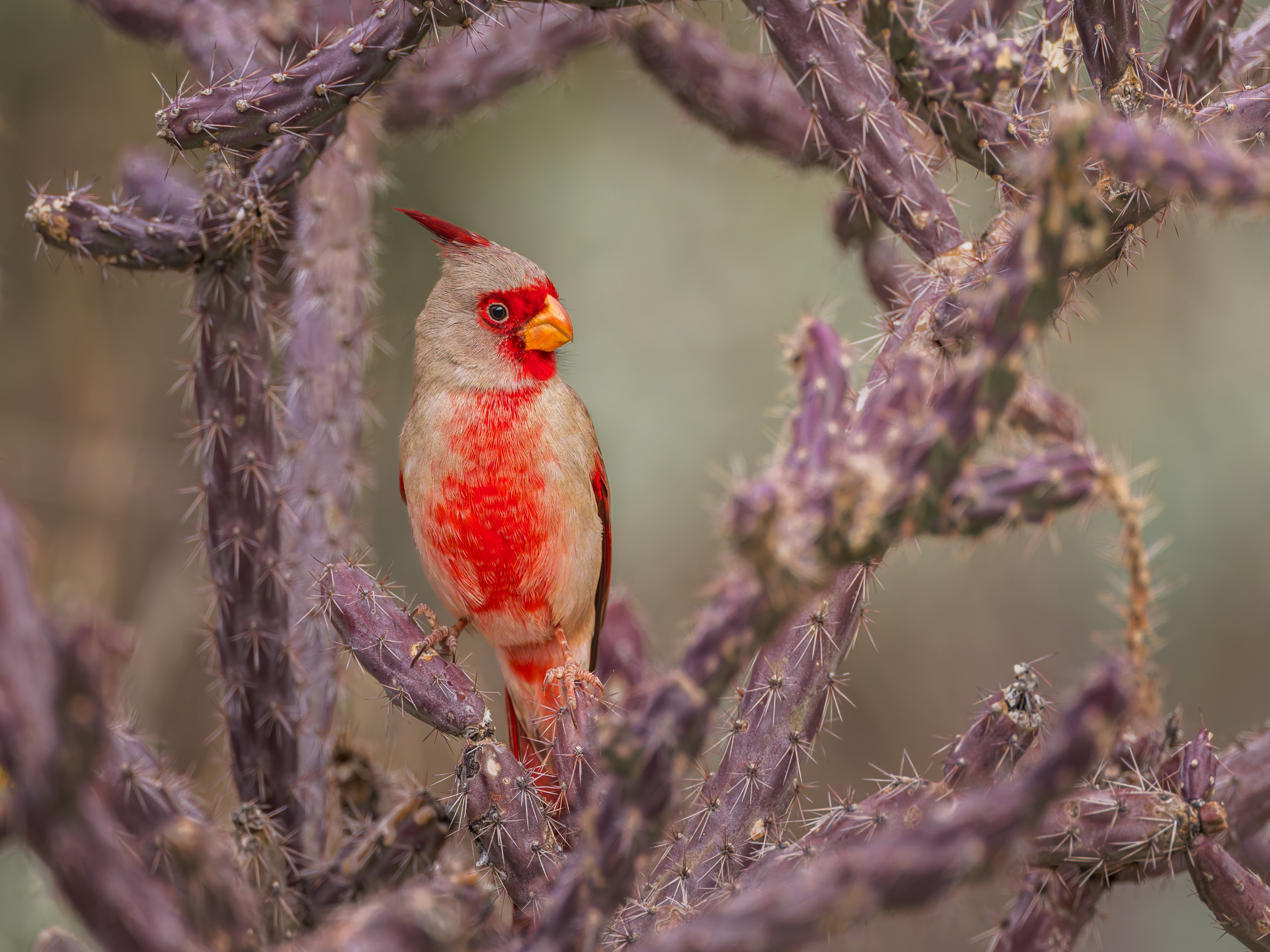 Photo by: Babbitt  |  