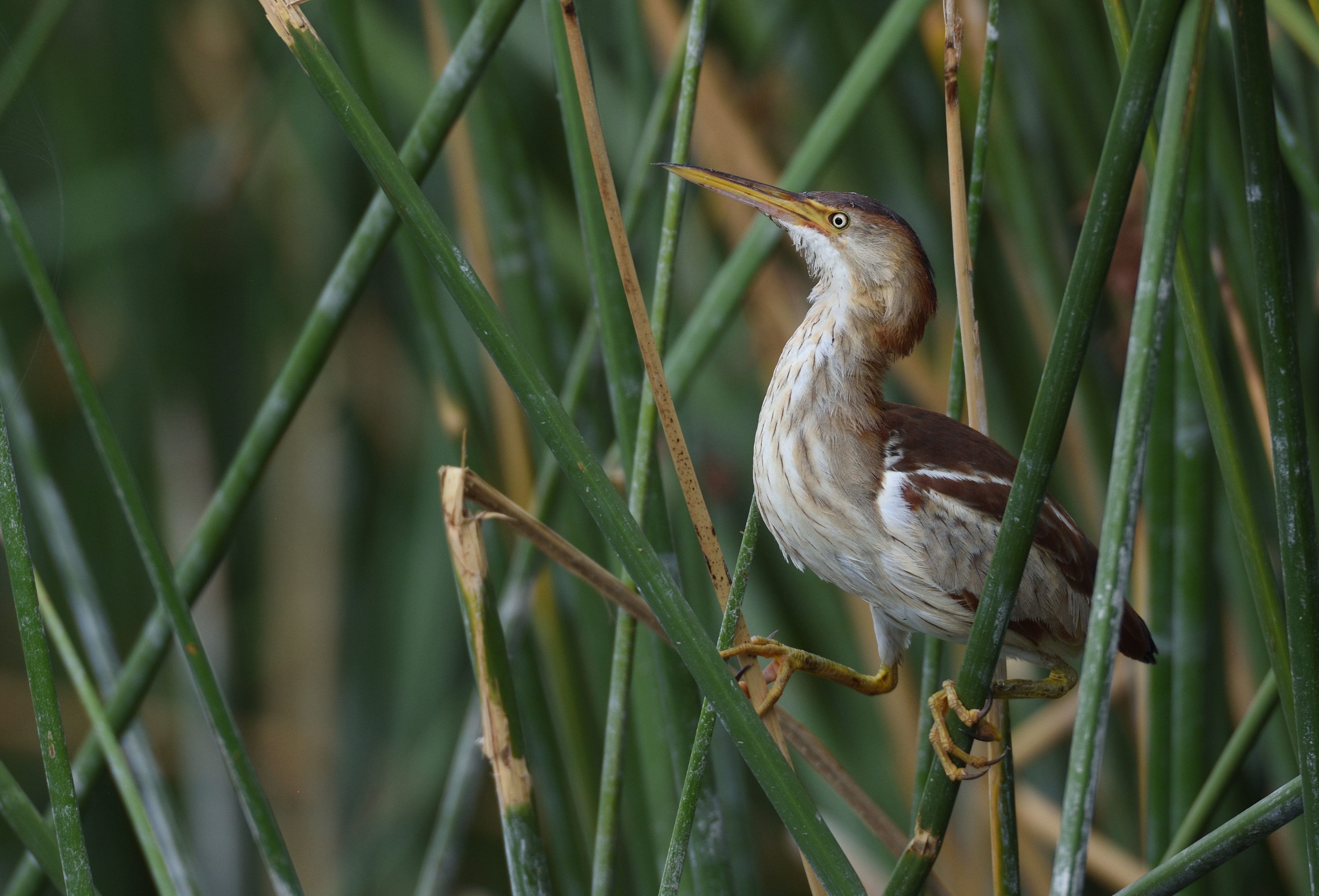 Photo by: Jeffrey R Perry  |  