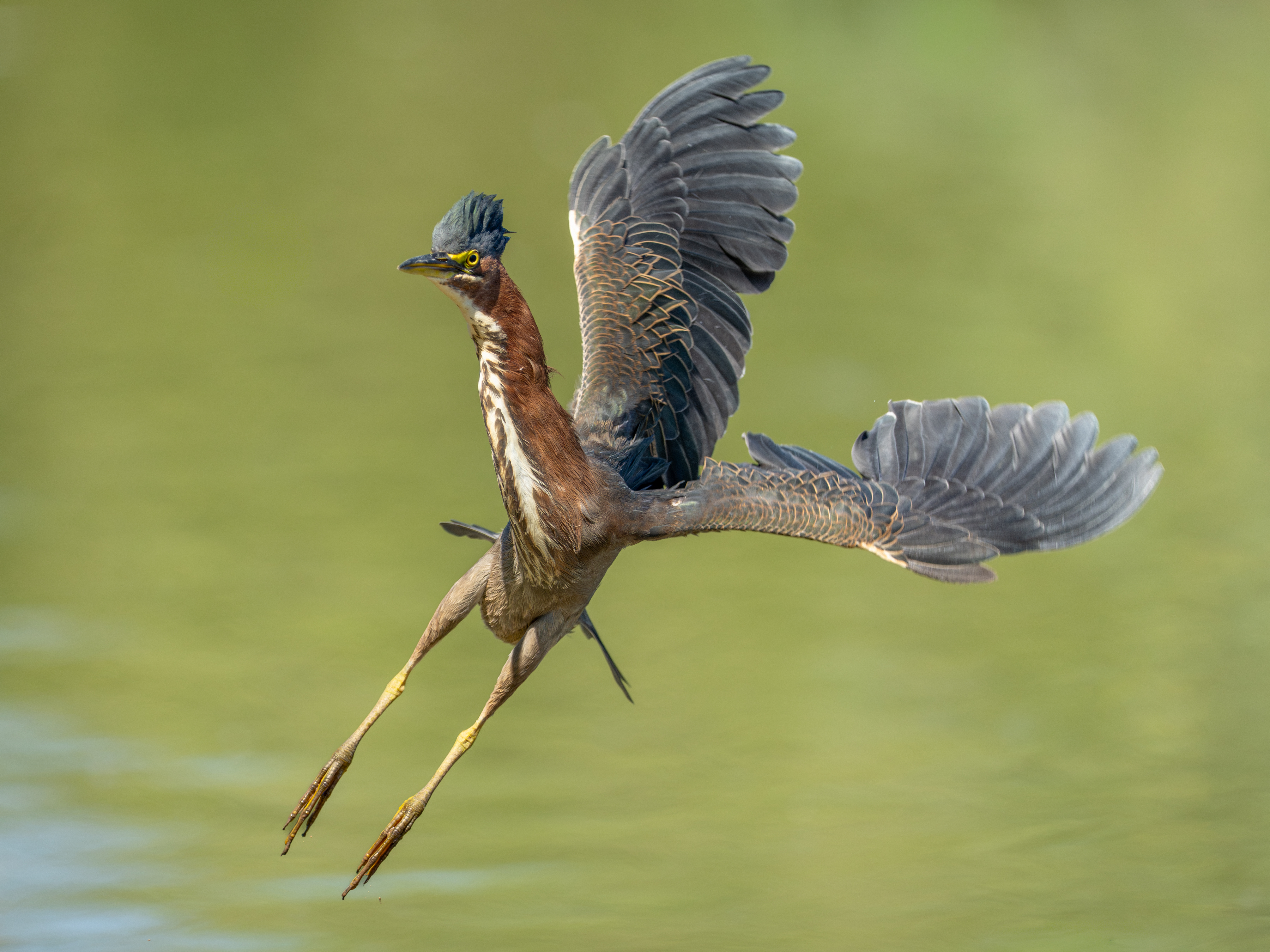 Photo by: Dave Lehneman  |  